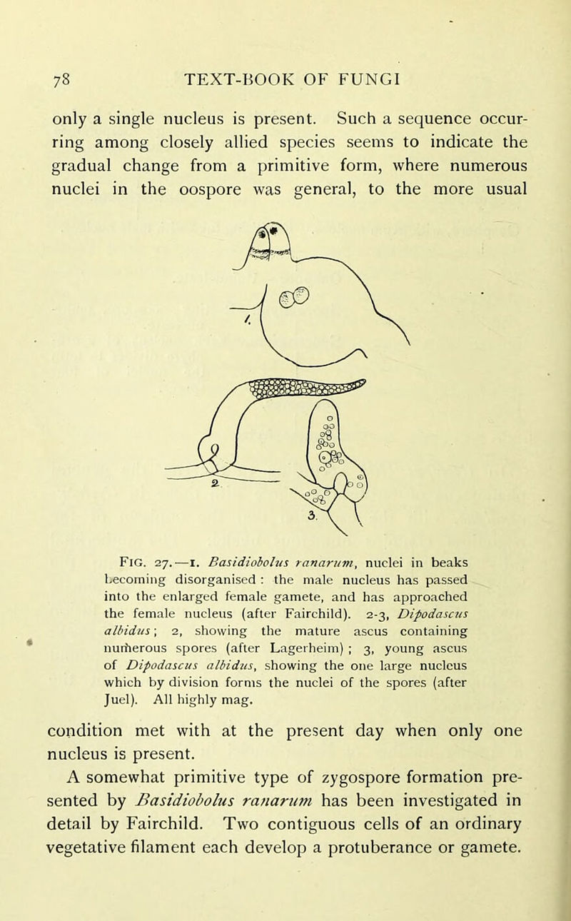 only a single nucleus is present. Such a sequence occur- ring among closely allied species seems to indicate the gradual change from a primitive form, where numerous nuclei in the oospore was general, to the more usual Fig. 27.—1. Basidiobohis ranarum, nuclei in beaks becoming disorganised : the male nucleus has passed into the enlarged female gamete, and has approached the female nucleus (after Fairchild). 2-3, Dipodascus albidus; 2, showing the mature ascus containing nurherous spores (after Lagerheim) ; 3, young ascus of Dipodascus albidus, showing the one large nucleus which by division forms the nuclei of the spores (after Juel). All highly mag. condition met with at the present day when only one nucleus is present. A somewhat primitive type of zygospore formation pre- sented by Basidiobolus ranarum has been investigated in detail by Fairchild. Two contiguous cells of an ordinary vegetative filament each develop a protuberance or gamete.