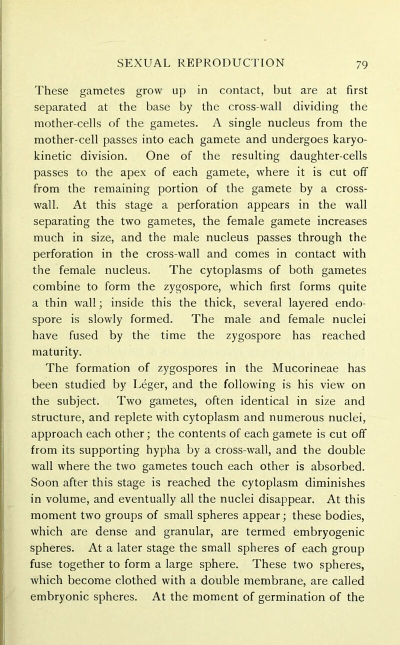 These gametes grow up in contact, but are at first separated at the base by the cross-wall dividing the mother-cells of the gametes. A single nucleus from the mother-cell passes into each gamete and undergoes karyo- kinetic division. One of the resulting daughter-cells passes to the apex of each gamete, where it is cut off from the remaining portion of the gamete by a cross- walk At this stage a perforation appears in the wall separating the two gametes, the female gamete increases much in size, and the male nucleus passes through the perforation in the cross-wall and comes in contact with the female nucleus. The cytoplasms of both gametes combine to form the zygospore, which first forms quite a thin wall; inside this the thick, several layered endo- spore is slowly formed. The male and female nuclei have fused by the time the zygospore has reached maturity. The formation of zygospores in the Mucorineae has been studied by Leger, and the following is his view on the subject. Two gametes, often identical in size and structure, and replete with cytoplasm and numerous nuclei, approach each other; the contents of each gamete is cut off from its supporting hypha by a cross-wall, and the double wall where the two gametes touch each other is absorbed. Soon after this stage is reached the cytoplasm diminishes in volume, and eventually all the nuclei disappear. At this moment two groups of small spheres appear; these bodies, which are dense and granular, are termed embryogenic spheres. At a later stage the small spheres of each group fuse together to form a large sphere. These two spheres, which become clothed with a double membrane, are called embryonic spheres. At the moment of germination of the