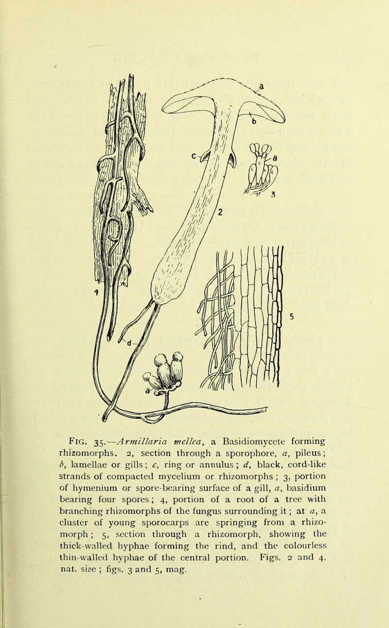 Fig. 35.—Armillaria mcllea, a Basidiomycete forming rhizomorphs. 2, section through a sporophore, a, pileus; b, lamellae or gills; c, ring or annulus; d, black, cord-like strands of compacted mycelium or rhizomorphs ; 3, portion of hymenium or spore-bearing surface of a gill, a, basidium bearing four spores ; 4, portion of a root of a tree with branching rhizomorphs of the fungus surrounding it; at a, a cluster of young sporocarps are springing from a rhizo- morph ; 5, section through a rhizomorph, showing the thick-walled hyphae forming the rind, and the colourless thin-walled hyphae of the central portion. Figs. 2 and 4,