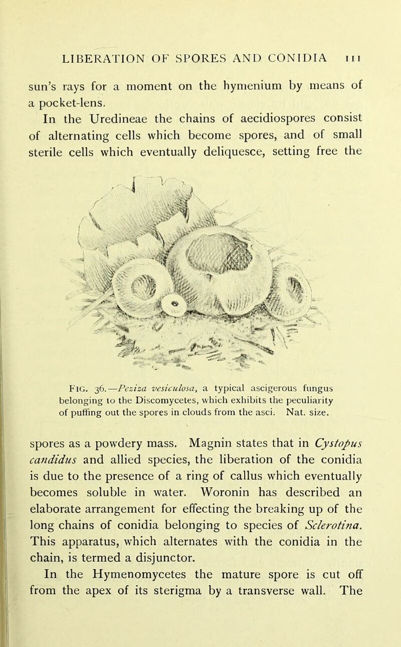 sun’s rays for a moment on the hymenium by means of a pocket-lens. In the Uredineae the chains of aecidiospores consist of alternating cells which become spores, and of small sterile cells which eventually deliquesce, setting free the Fig. 36.—Pcziza vesiculosa, a typical ascigerous fungus belonging to the Discomycetes, which exhibits the peculiarity of puffing out the spores in clouds from the asci. Nat. size. spores as a powdery mass. Magnin states that in Cystopus candidus and allied species, the liberation of the conidia is due to the presence of a ring of callus which eventually becomes soluble in water. Woronin has described an elaborate arrangement for effecting the breaking up of the long chains of conidia belonging to species of Sclerotina. This apparatus, which alternates with the conidia in the chain, is termed a disjunctor. In the Hymenomycetes the mature spore is cut off from the apex of its sterigma by a transverse wall. The