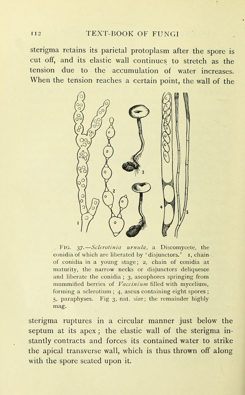 sterigma retains its parietal protoplasm after the spore is cut off, and its elastic wall continues to stretch as the tension due to the accumulation of water increases. When the tension reaches a certain point, the wall of the Fig. 37.—Sclerotinia urnula, a Discomycete, the conidia of which are liberated by ‘ disjunctors.’ 1, chain of conidia in a young stage; 2, chain of conidia at maturity, the narrow necks or disjunctors deliquesce and liberate the conidia ; 3, ascophores springing from mummified berries of Vaccinium filled with mycelium, forming a sclerotium ; 4, ascus containing eight spores ; 5, paraphyses. Fig 3, nat. size; the remainder highly mag. sterigma ruptures in a circular manner just below the septum at its apex; the elastic wall of the sterigma in- stantly contracts and forces its contained water to strike the apical transverse wall, which is thus thrown off along with the spore seated upon it.