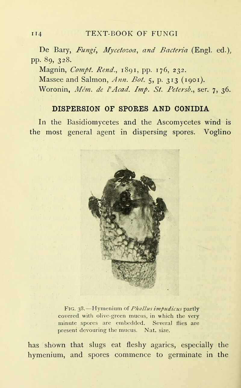 De Bary, Fungi, Mycetozoa, and Bacteria (Engl, ed.), pp. 89, 328. Magnin, Compt. Rend., 1891, pp. 176, 232. Massee and Salmon, Ann. Bot. 5, p. 313 (1901). Woronin, Mem. de VAcad. Imp. St. Petersb., ser. 7, 36. DISPERSION OF SPORES AND CONIDIA In the Basidiomycetes and the Ascomycetes wind is the most general agent in dispersing spores. Voglino Fig. 38.—Hymenium of Phallus impudicus partly covered with olive-green mucus, in which the very minute spores are embedded. Several flies are present devouring the mucus. Nat. size. has shown that slugs eat fleshy agarics, especially the hymenium, and spores commence to germinate in the