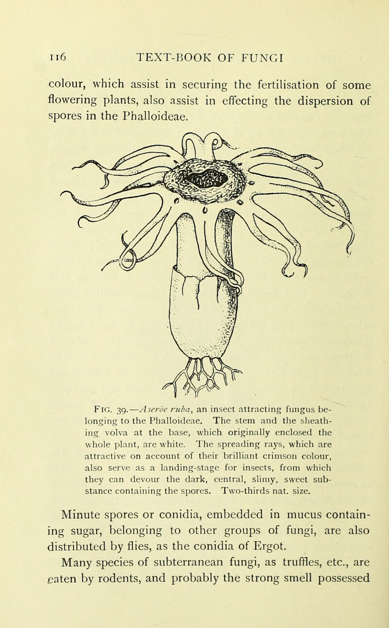 colour, which assist in securing the fertilisation of some flowering plants, also assist in effecting the dispersion of spores in the Phalloideae. Fig. 39.—Aserbe ruba, an insect attracting fungus be- longing to the Phalloideae. The stem and the sheath- ing volva at the base, which originally enclosed the whole plant, are white. The spreading rays, which are attractive on account of their brilliant crimson colour, also serve as a landing-stage for insects, from which they can devour the dark, central, slimy, sweet sub- stance containing the spores. Two-thirds nat. size. Minute spores or conidia, embedded in mucus contain- ing sugar, belonging to other groups of fungi, are also distributed by flies, as the conidia of Ergot. Many species of subterranean fungi, as truffles, etc., are eaten by rodents, and probably the strong smell possessed