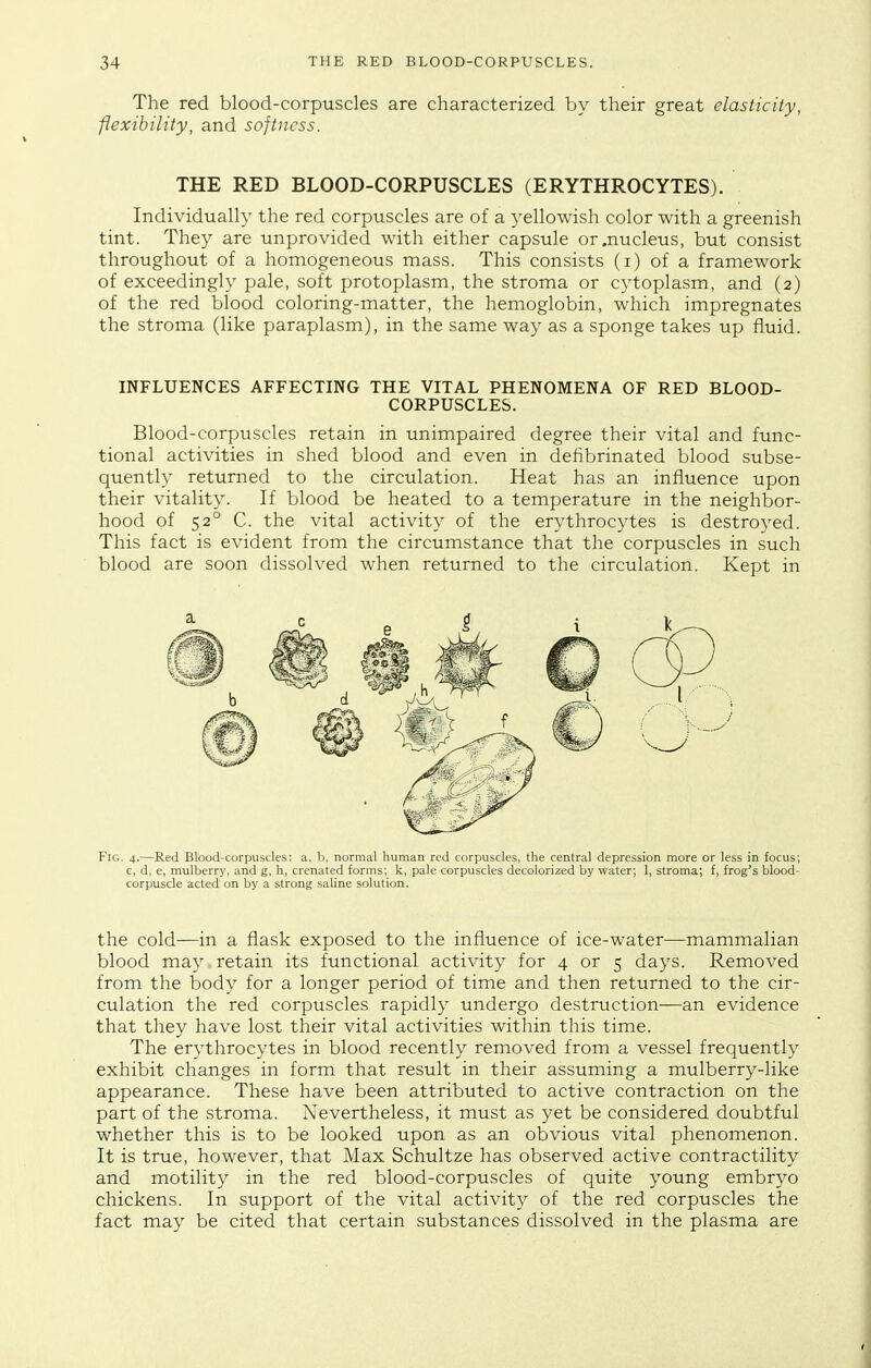 The red blood-corpuscles are characterized by their great elasticity, flexibility, and softness. THE RED BLOOD-CORPUSCLES (ERYTHROCYTES). Individually the red corpuscles are of a yellowish color with a greenish tint. They are unprovided with either capsule or .nucleus, but consist throughout of a homogeneous mass. This consists (i) of a framework of exceedingly pale, soft protoplasm, the stroma or cytoplasm, and (2) of the red blood coloring-matter, the hemoglobin, which impregnates the stroma (like paraplasm), in the same way as a sponge takes up fluid. INFLUENCES AFFECTING THE VITAL PHENOMENA OF RED BLOOD- CORPUSCLES. Blood-corpuscles retain in unimpaired degree their vital and func- tional activities in shed blood and even in defibrinated blood subse- quently returned to the circulation. Heat has an influence upon their vitality. If blood be heated to a temperature in the neighbor- hood of 52° C. the vital activity of the erythrocytes is destroyed. This fact is evident from the circumstance that the corpuscles in such blood are soon dissolved when returned to the circulation. Kept in Fig. 4.—Red Blood-corpuscles: a, b, normal human red corpuscles, the central depression more or less in focus; c, d, e, mulberry, and g, h, crenated forms; k, pale corpuscles decolorized by water; 1, stroma; f, frog's blood- corpuscle acted on by a strong saline solution. the cold—in a flask exposed to the influence of ice-water—mammalian blood may. retain its functional activity for 4 or 5 days. Removed from the body for a longer period of time and then returned to the cir- culation the red corpuscles rapidly undergo destruction—an evidence that they have lost their vital activities within this time. The erythrocytes in blood recently removed from a vessel frequently exhibit changes in form that result in their assuming a mulberry-like appearance. These have been attributed to active contraction on the part of the stroma. Nevertheless, it must as yet be considered doubtful whether this is to be looked upon as an obvious vital phenomenon. It is true, however, that Max Schultze has observed active contractility and motility in the red blood-corpuscles of quite young embryo chickens. In support of the vital activity of the red corpuscles the fact may be cited that certain substances dissolved in the plasma are