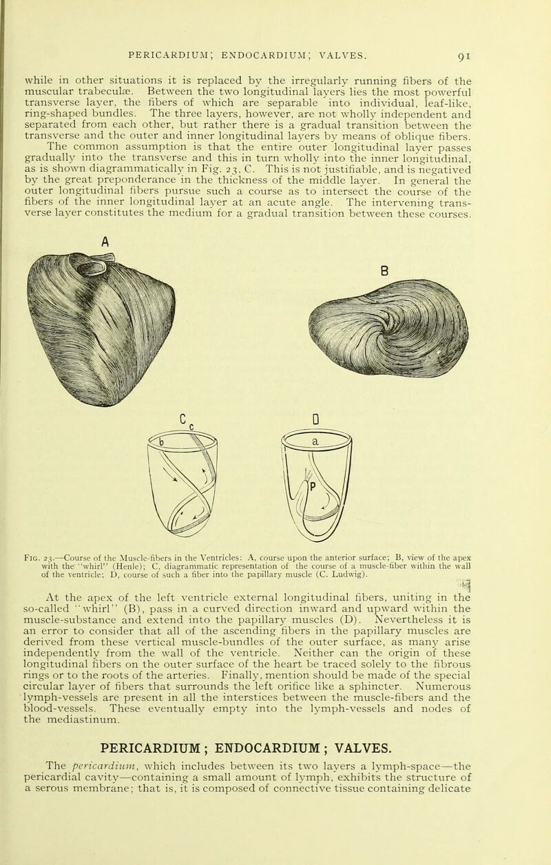 while in other situations it is replaced by the irregularly running fibers of the muscular trabeculse. Between the two longitudinal layers lies the most powerful transverse layer, the fibers of which are separable into individual, leaf-like, ring-shaped bundles. The three layers, however, are not wholly independent and separated from each other, but rather there is a gradual transition between the transverse and the outer and inner longitudinal layers by means of oblique fibers. The common assumption is that the entire outer longitudinal layer passes gradually into the transverse and this in turn wholly into the inner longitudinal, as is shown diagrammatically in Fig. 23, C. This is not justifiable, and is negatived by the great preponderance in the thickness of the middle layer. In general the outer longitudinal fibers pursue such a course as to intersect the course of the fibers of the inner longitudinal layer at an acute angle. The intervening trans- verse layer constitutes the medium for a gradual transition between these courses. A Fig. 23.—Course of the Muscle-fibers in the Ventricles: A, course upon the anterior surface; B, view of the apex with the'whirl (Henle); C, diagrammatic representation of the course of a muscle-fiber within the wall of the ventricle; D, course of such a fiber into the papillary muscle (C. Ludwig). At the apex of the left ventricle external longitudinal fibers, tmiting in the so-called whirl (B), pass in a curved direction inward and upward within the muscle-substance and extend into the papillary muscles (D). Nevertheless it is an error to consider that all of the ascending fibers in the papillary muscles are derived from these vertical muscle-bundles of the outer surface, as many arise independently from the wall of the ventricle. Neither can the origin of these longitudinal fibers on the outer surface of the heart be traced solely to the fibrous rings or to the roots of the arteries. Finally, mention should be made of the special circular layer of fibers that surrounds the left orifice like a sphincter. Numerous lymph-vessels are present in all the interstices between the muscle-fibers and the blood-vessels. These eventually empty into the lymph-vessels and nodes of the mediastinum. PERICARDIUM ; ENDOCARDIUM ; VALVES. The pericardium, which includes between its two layers a lymph-space—the pericardial cavity—containing a small amount of h-mph, exhibits the structure of a serous membrane; that is, it is coinposed of connective tissue containing delicate