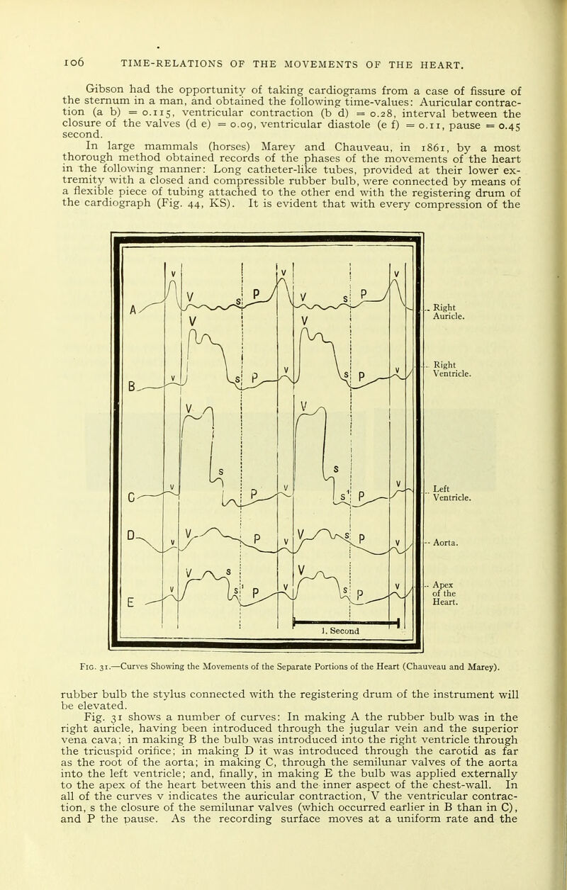 io6 Gibson had the opportunity of taking cardiograms from a case of fissure of the sternum in a man, and obtained the following time-values: Auricular contrac- tion (a b) =0.115, ventricular contraction (b d) =0.28, interval between the closure of the valves (d e) = 0.09, ventricular diastole (e f) =0.11, pause = 0.45 second. In large mammals (horses) Marey and Chauveau, in 1861, by a most thorough method obtained records of the phases of the movements of the heart in the following manner: Long catheter-like tubes, provided at their lower ex- tremity with a closed and compressible rubber bulb, were connected by means of a flexible piece of tubing attached to the other end with the registering drum of the cardiograph (Fig. 44, KS). It is evident that with every compression of the Aorta. Apex of the Heart. Fig. 31.—Curves Showing the Movements of the Separate Portions of the Heart (Chauveau and Marey). rubber bulb the stylus connected with the registering drum of the instrument will be elevated. Fig. 31 shows a number of curves: In making A the rubber bulb was in the right auricle, having been introduced through the jugular vein and the superior vena cava; in making B the bulb was introduced into the right ventricle through the tricuspid orifice; in making D it was introduced through the carotid as far as the root of the aorta; in making C, through the semilunar valves of the aorta into the left ventricle; and, finally, in making E the bulb was applied externally to the apex of the heart between this and the inner aspect of the chest-wall. In all of the curves v indicates the auricular contraction, V the ventricular contrac- tion, s the closure of the semilunar valves (which occurred earlier in B than in C), and P the pause. As the recording surface moves at a uniform rate and the