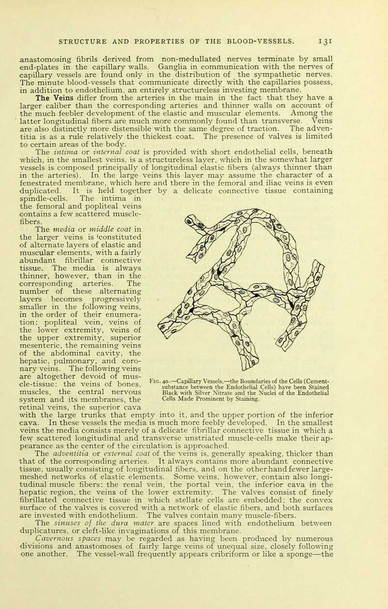 anastomosing fibrils derived from non-medullated nerves terminate by small end-plates in the capillary walls. Ganglia in communication with the nerves of capillary vessels are found only in the distribution of the sympathetic nerves. The minute blood-vessels that communicate directly with the capillaries possess, in addition to endothelium, an entirely structureless investing membrane. The Veins differ from the arteries in the main in the fact that they have a larger caliber than the corresponding arteries and thinner walls on account of the much feebler development of the elastic and muscular elements. Among the latter longitudinal fibers are much more commonly found than transverse. Veins are also distinctly more distensible with the same degree of traction. The adven- titia is as a rule relatively the thickest coat. The presence of valves is limited to certain areas of the body. The intima or internal coat is provided with short endothelial cells, beneath which, in the smallest veins, is a structureless layer, which in the somewhat larger vessels is composed principally of longitudinal elastic fibers (always thinner than in the arteries). In the large veins this layer may assume the character of a fenestrated membrane, which here and there in the femoral and iliac veins is even duplicated. It is held together by a delicate connective tissue containing spindle-cells. The intima in the femoral and popliteal veins contains a few scattered muscle- fibers. The media or middle coat in the larger veins is 'constituted of alternate layers of elastic and muscular elements, with a fairly abundant fibrillar connective tissue. The media is always thinner, however, than in the corresponding arteries. The number of these alternating layers becomes progressively smaller in the following veins, in the order of their enumera- tion: popliteal vein, veins of the lower extremity, veins of the upper extremity, superior mesenteric, the remaining veins of the abdominal cavity, the hepatic, pulmonary, and coro- nary veins. The following veins are altogether devoid of mus- cle-tissue; the veins of bones, muscles, the central nervous system and its membranes, the retinal veins, the superior cava with the large trunks that empty into it, and the upper portion of the inferior cava. In these vessels the media is much more feebly developed. In the smallest veins the media consists merely of a delicate fibrillar connective tissue in which a few scattered longitudinal and transverse unstriated muscle-cells make their ap- pearance as the center of the circulation is approached. The adventitia or external coat of the veins is, generalh speaking, thicker than that of the corresponding arteries. It always contains more abundant connective tissue, usually consisting of longitudinal fibers, and on the otherhand fewer large- meshed networks of elastic elements. Some veins, however, contain also longi- tudinal muscle fibers: the renal vein, the portal vein, the inferior cava in the hepatic region, the veins of the lower extremity. The valves consist of finely fibrillated connective tissue in which stellate cells are embedded: the convex surface of the valves is covered with a network of elastic fibers, and both surfaces are invested with endothelium. The valves contain many muscle-fibers. The sinuses of the dura mater are spaces lined with endothelium between duplicatures, or cleft-like invaginations of this membrane. Cavernous spaces may be regarded as having been produced by numerous divisions and anastomoses of fairly large veins of unequal size, closely following one another. The vessel-wall frequently appears cribriform or like a sponge—the Fig. 40.—Capillary V'essels,—the Boundaries of the Cells (Cement- substance between the Endothelial Cells) have been Stained Black with Silver Nitrate and the Nuclei of the Endothelial Cells Made Prominent by Staining.