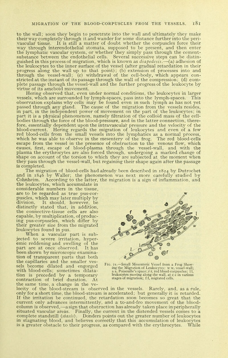 to the wall; soon they begin to penetrate into the wall and ultimately they make their way completely through it and wander for some distance further into the peri- vascular tissue. It is still a matter of doubt whether the corpuscles force their way through interendothelial stomata, supposed to be present, and then enter the lymphatic vascular system, or whether they simply pass through the cement- substance between the endothelial cells. Several successive steps can be distin- guished in this process of migration, which is known as diapcdesis.—(a) adhesion of the leukocytes to the inner surface of the vessel (after gradual retardation in their progress along the wall up to that point); (b) extension of processes into and through the vessel-wall; (c) withdrawal of the cell-body, which appears con- stricted at the instant of its passage through the wall of the compression; (d) com- plete passage through the vessel-wall and the further progress of the leukocyte by virtue of its ameboid movement. Hering observed that, even under normal conditions, the leukocytes in larger vessels, which are surrounded by lymph-spaces, pass into the lymph-spaces. This observation explains why cells may be found even in such lymph as has not yet passed through any gland. The cause of the migration from the vessels resides, in part, in the independent power of movement on the part of the leukocytes; in part it is a physical phenomenon, namely filtration of the colloid mass of the cell- bodies through the force of the blood-pressure, and in the latter connection, there- fore, essentially dependent upon the intravascular pressure and the velocity of the blood-current. Hering regards the migration of leukocytes and even of a few red blood-cells from the small vessels into the lymphatics as a normal process, which he was able to observe in the mesentery of the frog. The red blood-cells escape from the vessel in the presence of obstruction to the venous flow, which causes, first, escape of blood-plasma through the vessel-wall, and with the plasma the erythrocytes are also forced through, undergoing a marked change of shape on account of the torsion to which they are subjected at the moment when they pass through the vessel-wall, but regaining their shape again after the passage is completed. The migration of blood-cells had already been described in 1824 by Dutrochet and in 1846 by Waller; the phenomenon was next more carefully studied by Cohnheim. According to the latter, the migration is a sign of inflammation, and the leukocytes, which accumulate in considerable numbers in the tissue, are to be regarded as true pus-cor- puscles, which may later multiply by division. It should, however, be distinctly stated that, in addition, the connective-tissue cells are also capable, by multiplication, of produc- ing pus-corpuscles, which differ by their greater size from the migrated leukocytes found in pus. When a vascular part is sub- jected to severe irritation, hyper- emic reddening and swelling of the part are at once observed. It has been shown by microscopic examina- tion of transparent parts that both the capillaries and the smaller ves- sels become dilated and engorged with blood-cells; sometimes dilata- tion is preceded by a temporary contraction of brief duration. At the same time, a change in the ve- locity of the blood-stream is observed in the vessels. Rarely, and, as a rule, only for a short time, the blood-stream is accelerated; but generally it is retarded. If the irritation be continued, the retardation soon becomes so great that the current only advances intermittently, and a to-and-fro movement of the blood- column is observed,—a sign that obstruction has already taken place in peripherally situated vascvilar areas. Finally, the current in the distended vessels comes to a complete standstill (stasis). Bonders points out the greater number of leukocytes in stagnating blood, and believes correctly that this accumulation of leukocytes is a greater obstacle to their progress, as compared with the erythrocytes. While Fig. 71.—Small Mesenteric Vessel from a Frog Show- ing the Migration of Leukocytes: w w, vessel-wall; a a, Poiseuille's space; r r, red blood-corpuscles; 11, leukocytes moving along the wall, at c c in various stages of migration; f f, migrated cells.