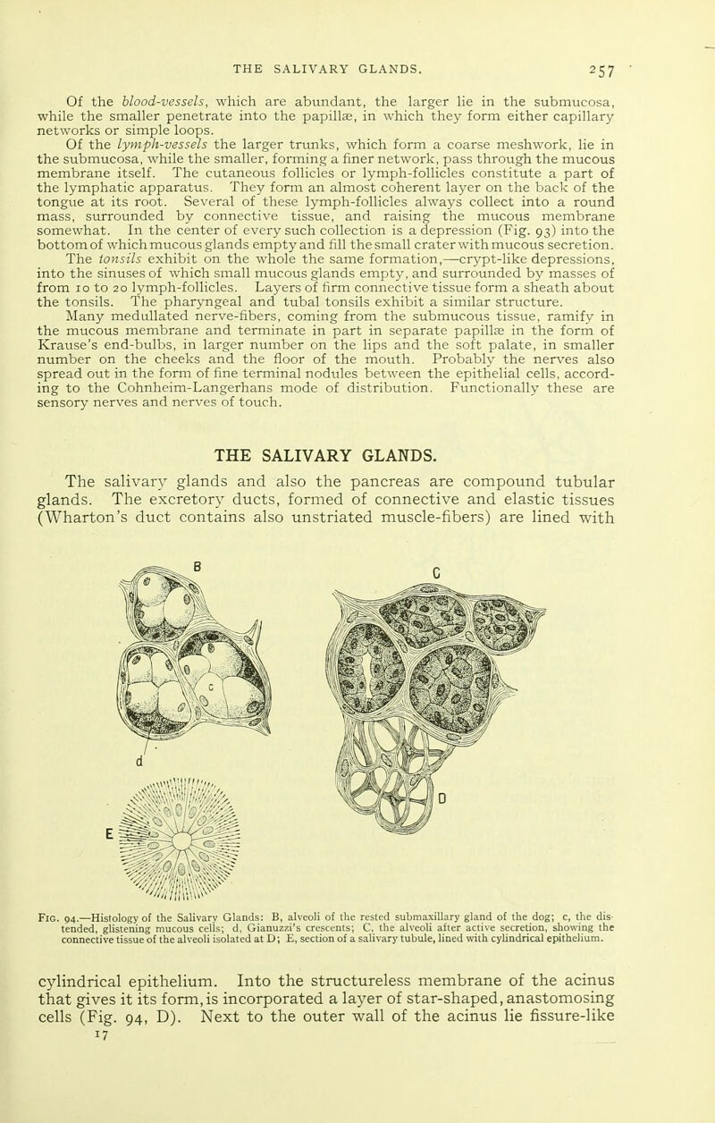 Of the blood-vessels, which are abundant, the larger lie in the submucosa, while the smaller penetrate into the papillae, in which they form either capillary Of the lymph-vessels the larger trunks, which form a coarse meshwork, lie in the submucosa, while the smaller, forming a finer network, pass through the mucous membrane itself. The cutaneous follicles or lymph-follicles constitute a part of the lymphatic apparatus. They form an almost coherent layer on the back of the tongue at its root. Several of these lymph-follicles always collect into a round mass, surrounded by connective tissue, and raising the mucous membrane somewhat. In the center of every such collection is a depression (Fig. 93) into the bottom of which mucous glands empty and fill the small crater with mucous secretion. The tonsils exhibit on the whole the same formation,—crypt-like depressions, into the sinuses of which small mucous glands empty, and surrounded by masses of from 10 to 20 lymph-follicles. Layers of firm connective tissue form a sheath about the tonsils. The pharyngeal and tubal tonsils exhibit a similar structure. Many medullated nerve-fibers, coming from the submucous tissue, ramify in the mucous membrane and terminate in part in separate papilla in the form of Krause's end-bulbs, in larger number on the lips and the soft palate, in smaller number on the cheeks and the floor of the mouth. Probably the nerves also spread out in the form of fine terminal nodules between the epithelial cells, accord- ing to the Cohnheim-Langerhans mode of distribution. Functionally these are sensory nerves and nerves of touch. The salivary glands and also the pancreas are compound tubular glands. The excretory ducts, formed of connective and elastic tissues (Wharton's duct contains also unstriated muscle-fibers) are lined with Fig. 54.—Histology of the Salivary Glands: B, alveoli of the rested submaxillary gland of the dog; c, the dis- tended, glistening mucous cells; d, Gianuzzi's crescents; C, the alveoh after active secretion, showing the connective tissue of the alveoli isolated at D; E, section of a salivary tubule, lined with cylindrical epithelium. cylindrical epithelium. Into the structureless membrane of the acinus that gives it its form,is incorporated a layer of star-shaped, anastomosing cells (Fig. 94, D). Next to the outer wall of the acinus lie fissure-like THE SALIVARY GLANDS. B