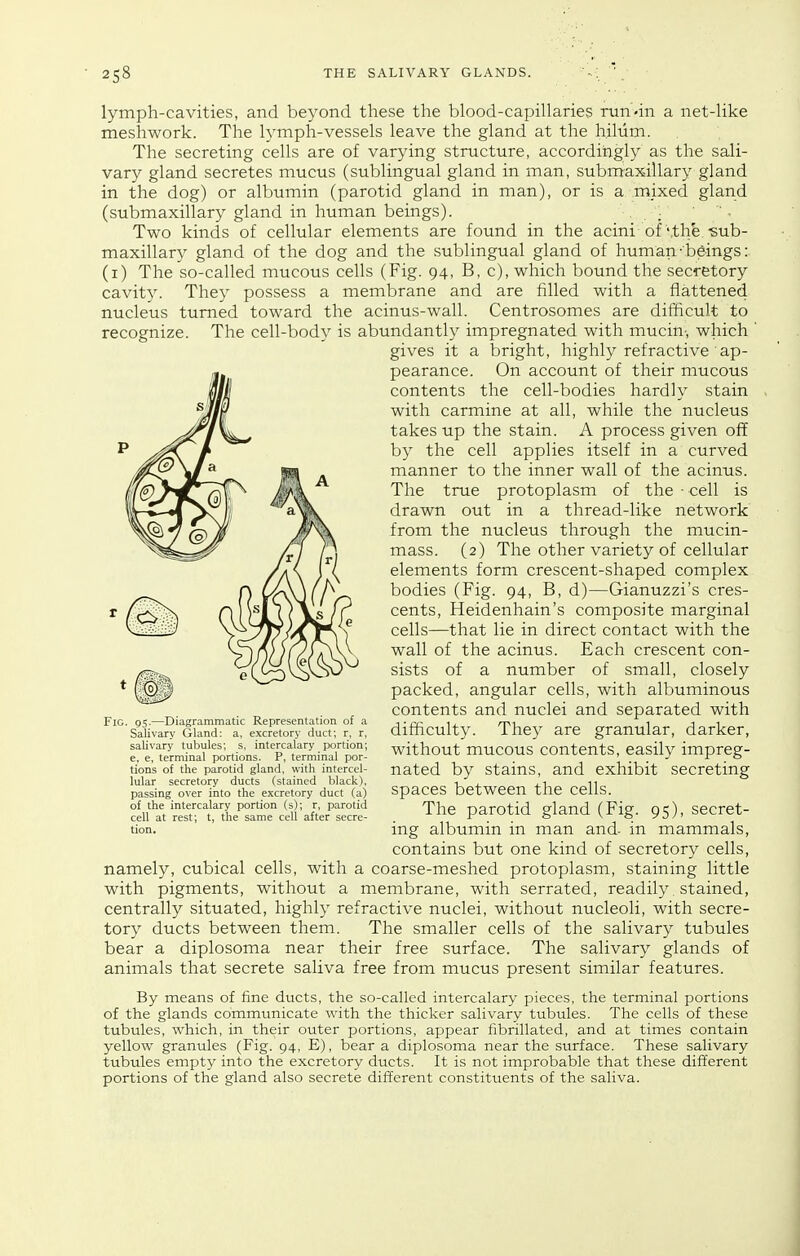 lymph-cavities, and beyond these the blood-capillaries run-in a net-like meshwork. The lympla-vessels leave the gland at the hilum. The secreting cells are of varying structure, accordingly as the sali- vary gland secretes mucus (sublingual gland in man, submaxillary gland in the dog) or albumin (parotid gland in man), or is a mixed gland (submaxillary gland in human beings). . Two kinds of cellular elements are found in the acini of \the.-sub- maxillary gland of the dog and the sublingual gland of human •beings:, (i) The so-called mucous cells (Fig. 94, B, c), which bound the secretory cavity. They possess a membrane and are filled with a flattened nucleus turned toward the acinus-wall. Centrosomes are difficult to recognize. The cell-body is abundantly impregnated with mucin-, which ' gives it a bright, highly refractive ap- pearance. On account of their mucous contents the cell-bodies hardly stain with carmine at all, while the nucleus takes up the stain. A process given off by the cell applies itself in a curved manner to the inner wall of the acinus. The true protoplasm of the - cell is drawn out in a thread-like network from the nucleus through the mucin- mass. (2) The other variety of cellular elements form crescent-shaped complex bodies (Fig. 94, B, d)—Gianuzzi's cres- cents, Heidenhain's composite marginal cells—that lie in direct contact with the wall of the acinus. Each crescent con- sists of a number of small, closely packed, angular cells, with albuminous contents and nuclei and separated with difficulty. They are granular, darker, without mucous contents, easily impreg- nated by stains, and exhibit secreting spaces between the cells. The parotid gland (Fig. 95), secret- ing albumin in man and- in mammals, contains but one kind of secretory cells, namely, cubical cells, with a coarse-meshed protoplasm, staining little with pigments, without a membrane, with serrated, readily stained, centrally situated, highly refractive nuclei, without nucleoli, with secre- tory ducts between them. The smaller cells of the salivary tubules bear a diplosoma near their free surface. The salivary glands of animals that secrete saliva free from mucus present similar features. By means of fine ducts, the so-called intercalary pieces, the terminal portions of the glands communicate with the thicker salivary tubules. The cells of these tubules, which, in their outer portions, appear fibrillated, and at times contain yellow granules (Fig. 94, E), bear a diplosoma near the surface. These salivary tubules empty into the excretory ducts. It is not improbable that these different portions of the gland also secrete different constituents of the saliva. Fig 95.—Diagrammatic Representation of a Salivary Gland: a, excretory duct; r, r, salivary tubules; s, intercalary portion; e, e, terminal portions. P, terminal por- tions of the parotid gland, with intercel- lular secretory ducts (stained black), passing over into the excretory duct (a) of the intercalary portion (s); r, parotid cell at rest; t, the same cell after secre- tion.