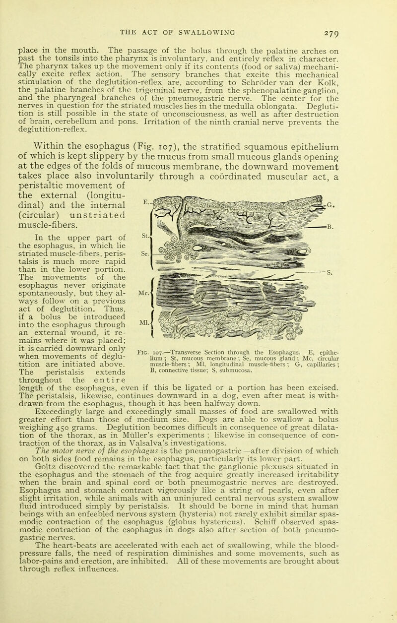 place in the mouth. The passage of the bolus through the palatine arches on past the tonsils into the pharynx is involuntar\\ and entirely reflex in character. The pharynx takes up the movement only if its contents (food or saliva) mechani- cally excite reflex action. The sensory- branches that excite this mechanical stimulation of the deglutition-reflex are, according to Schroder van der Kolk, the palatine branches of the trigeminal nerve, from the sphenopalatine ganglion, and the pharyngeal branches of the pneumogastric nerve. The center for the nerves in question for the striated muscles lies in the medulla oblongata. Degluti- tion is still possible in the state of unconsciousness, as well as after destruction of brain, cerebellum and pons. Irritation of the ninth cranial nerve prevents the deglutition-reflex. Within the esophagus (Fig. 107), the stratified squamous epithehum of which is kept slippery by the mucus from small mucous glands opening at the edges of the folds of mucous membrane, the downward movement takes place also involuntarily through a coordinated muscular act, a peristaltic movement of the external (longitu- dinal) and the internal (circular) unstriated muscle-fibers. In the upper part of the esophagus, in which lie striated muscle-fibers, peris- talsis is much more rapid than in the lower portion. The movements of the esophagus never originate spontaneously, but they al- ways follow on a previous act of deglutition. Thus, if a bolus be introduced into the esophagus through an external wound, it re- mains where it was placed; it is carried downward only when movements of deglu- tition are initiated above. The peristalsis extends throughout the entire length of the esophagus, even if this be ligated or a portion has been excised. The peristalsis, likewise, continues downward in a dog, even after meat is with- drawn from the esophagus, though it has been half^vay down. Exceedingly large and exceedingly small masses of food are swallowed with greater eftort than those of medium size. Dogs are able to swallow a bolus weighing 450 grams. Deglutition becomes difficult in consequence of great dilata- tion of the thorax, as in Miiller's experiments ; likewise in consequence of con- traction of the thorax, as in Valsalva's investigations. The motor nerve of the esophagus is the pneumogastric—after division of which on both sides food remains in the esophagus, particularly its lower part. Goltz discovered the remarkable fact that the ganglionic plexuses situated in the esophagus and the stomach of the frog acquire greatly increased irritability when the brain and spinal cord or both pneumogastric nerves are destroyed. Esophagus and stomach contract vigorously like a string of pearls, even after slight irritation, while animals with an uninjured central nervous system swallow fluid introduced simply by peristalsis. It should be borne in mind that human beings with an enfeebled nervous system (hysteria) not rarely exhibit similar spas- modic contraction of the esophagus (globus hystericus). Schiff observed spas- modic contraction of the esophagus in dogs also after section of both pneumo- gastric nerves. The heart-beats are accelerated with each act of swallowing, while the blood- pressiire falls, the need of respiration diminishes and some movements, such as labor-pains and erection, are inhibited. All of these movements are brought about through reflex influences. Fig. 107.—Transverse Section through the Esophagus. E, epithe- lium ; St, raucous membrane ; Se, mucous gland ; Mc, circular muscle-fibers; ill, longitudinal muscle-fibers; G, capillaries; B, connective tissue; S, submucosa.