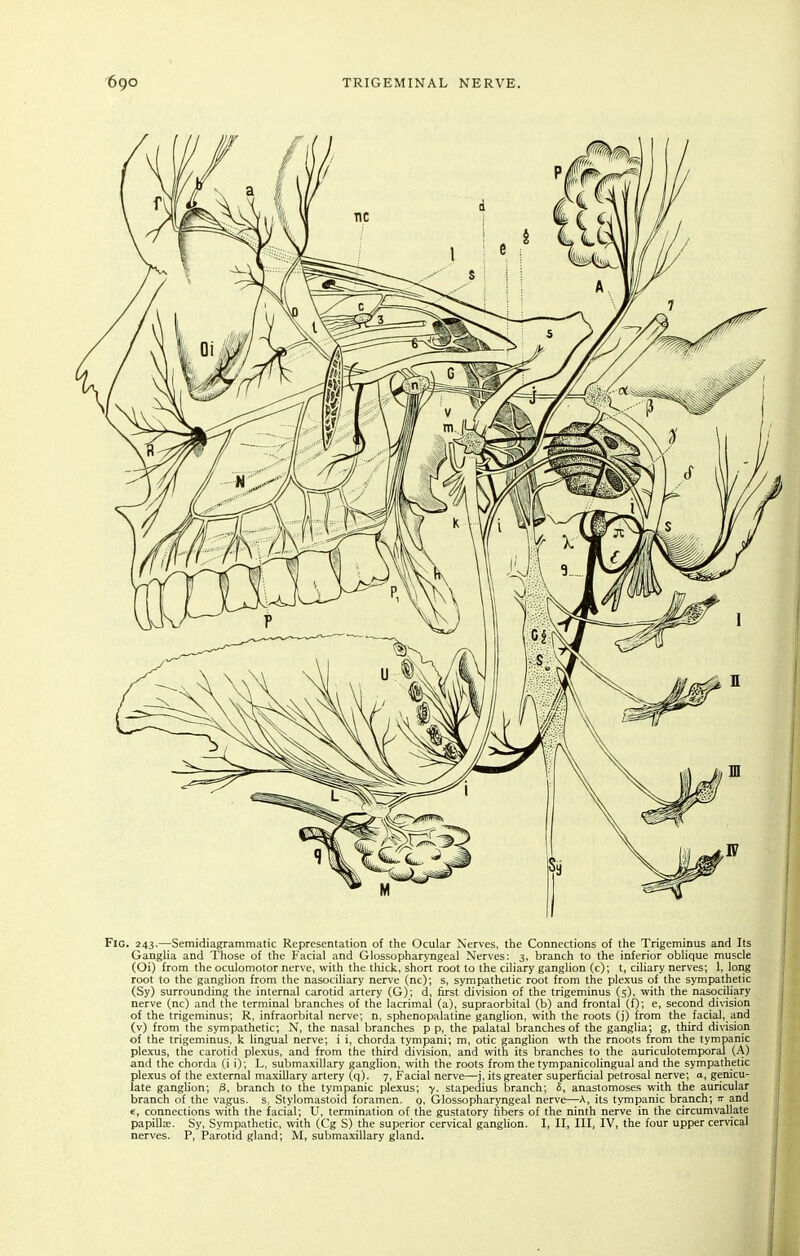 Fig. 243.—Semidiagrammatic Representation of the Ocular Nerves, the Connections of the Trigeminus and Its Ganglia and Those of the Facial and Glossopharyngeal Nerves: 3, branch to the inferior oblique muscle (Oi) from the oculomotor nerve, with the thick, short root to the ciliary ganglion (c); t, ciliary nerves; 1, loiig root to the ganglion from the nasociliary nerve (nc); s, sympathetic root from the plexus of the sympathetic (Sy) surrounding the internal carotid artery (G); d, first division of the trigeminus (5), with the nasociliary nerve (nc) and the terminal branches of the lacrimal (a), supraorbital (b) and frontal (f); e, second division of the trigeminus; R, infraorbital nerve; n, sphenopalatine ganglion, with the roots (j) from the facial, and (v) from the sympathetic; N, the nasal branches p p, the palatal branches of the ganglia; g, third division of the trigeminus, k lingual nerve; i i, chorda tympani; m, otic gangUon wth the moots from the tympanic plexus, the carotid plexus, and from the third division, and with its branches to the auriculotemporal (A) and the chorda (i i); L, submaxillary ganghon, with the roots from the tympanicolingual and the sympathetic plexus of the external maxillary artery (q). 7, Facial nerve—j, its greater superficial petrosal nerve; a, genicu- late ganglion; 3, branch to the tympanic plexus; 7. stapedius branch; S, anastomoses with the auricular branch of the vagus, s, Stylomastoid foramen. 9, Glossopharyngeal nerve—A, its tympanic branch; n and €, connections with the facial; U, termination of the gustatory fibers of the ninth nerve in the circumvallate papilla:. Sy, Sympathetic, with (Cg S) the superior cervical ganglion. I, II, III, IV, the four upper cervical nerves. P, Parotid gland; M, submaxillary gland.