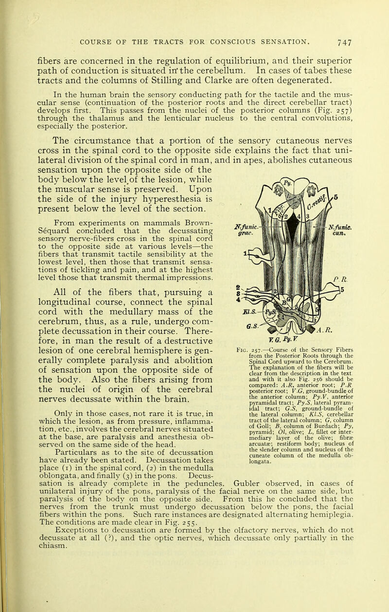 fibers are concerned in the regulation of equilibrium, and their superior path of conduction is situated in'the cerebellum. In cases of tabes these tracts and the columns of Stilling and Clarke are often degenerated. In the human brain the sensory conducting path for the tactile and the mus- cular sense (continuation of the posterior roots and the direct cerebellar tract) develops first. This passes from the nuclei of the posterior columns (Fig. 257) through the thalamus and the lenticular nucleus to the central convolutions, especially the posterior. The circumstance that a portion of the sensory cutaneous nerves cross in the spinal cord to the opposite side explains the fact that uni- lateral division of the spinal cord in man, and in apes, abolishes cutaneous sensation upon the opposite side of the body below the level,of the lesion, while the muscular sense is preserved. Upon the side of the injury hyperesthesia is present below the level of the section. From experiments on mammals Brown- S6quard concluded that the decussating sensory nerve-fibers cross in the spinal cord to the opposite side at various levels—the fibers that transmit tactile sensibility at the lowest level, then those that transmit sensa- tions of tickling and pain, and at the highest level those that transmit thermal impressions. All of the fibers that, pursuing a longitudinal course, connect the spinal cord with the medullary mass of the cerebrum, thus, as a rule, undergo com- plete decussation in their course. There- fore, in man the result of a destructive lesion of one cerebral hemisphere is gen- erally complete paralysis and abolition of sensation upon the opposite side of the body. Also the fibers arising from the nuclei of origin of the cerebral nerves decussate within the brain. Only in those cases, not rare it is true, in which the lesion, as from pressure, inflamma- tion, etc., involves the cerebral nerves situated at the base, are paralysis and anesthesia ob- served on the same side of the head. Particulars as to the site of decussation have already been stated. Decussation takes place (i) in the spinal cord, (2) in the medulla oblongata, and finally (3) in the pons. Decus- sation is already complete in the peduncles. Gubler observed, in cases of unilateral injury of the pons, paralysis of the facial nerve on the same side, but paralysis of the body on the opposite side. From this he concluded that the nerves from the trunk must undergo decussation below the pons, the facial fibers within the pons. Such rare instances are designated alternating hemiplegia. The conditions are made clear in Fig. 255. Exceptions to decussation are formed by the olfactory nerves, which do not decussate at all (?), and the optic nerves, which decussate only partially in the chiasm. Fig. 257.—Course of the Sensory Fibers from the Posterior Roots through the Spinal Cord upward to the Cerebrum. The explanation of the fibers will be clear from the description in the text and with it also Fig. 256 should be compared: A.R, anterior root; P.R posterior root; V.G, ground-bundle of the anterior column; Py.V. anterior pyramidal tract; Py.S, lateral pyram- idal tract; G.S, ground-bundle of the lateral column; Kl.S, cerebellar tract of the lateral column; G, column of GoU; B, column of Burdach; Py, pyramid; Ol, olive; L, fillet or inter- mediary layer of the olive; fibra; arcuatas; restiform body; nucleus of the slender column and nucleus of the cuneate column of the medulla ob- longata.