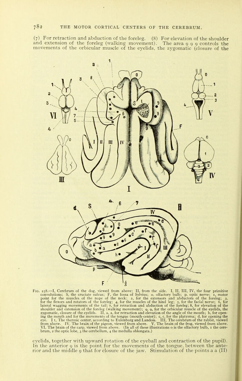 (7) For retraction and abduction of the foreleg. (S) For elevation of the shoulder and extension of the foreleg (walking movement). The area 999 controls the movements of the orbicular muscle of the ej'elids, the zygomatic (closure of the 1 3 Fig. 258.—I, Cerebram of the dog, viewed from above; II, from the side. I, II, III, IV, the four primitive convolutions; S, the cruciate sulcus; F, the fossa of Sylvius; o, olfactory bulb; p, optic nerve; i, motor point for the muscles of the nape of the neck; 2, for the extensors and abductors of the foreleg; 3, for the flexors and rotators of the foreleg; 4, for the muscles of the hind leg; 5, for the facial nerve; 6, for lateral wagging movements of the tail; 7, for retraction and abduction of the foreleg; 8, for elevation of the shoulder and extension of the foreleg (walking movement); 9, 9, for the orbicular muscle of the eyeUds, the zygomatic, closure of the eyelids. II, a, a, for retraction and elevation of the angle of the mouth; b, for open- ing the mouth and for the movements of the tongue (mouth-center); c, c, for the platysma; d, for opening the eye. I t, The thermic center, according to Eulenburg and Landois. Ill, The cerebrum of the rabbit, Wewed from above. IV, The brain of the pigeon, viewed from above. V, The brain of the frog, viewed from above. VI, The brain of the carp, viewed from above. (In all of these illustrations o is the olfactory bulb, i the cere- brum, 2 the optic lobe, 3 the cerebellum, 4 the medulla oblongata.) eyelids, together with upward rotation of the eyeball and contraction of the pupil). In the anterior 9 is the point for the movements of the tongue, between the ante- rior and the middle 9 that for closure of the jaw. Stimulation of the points a a (II)