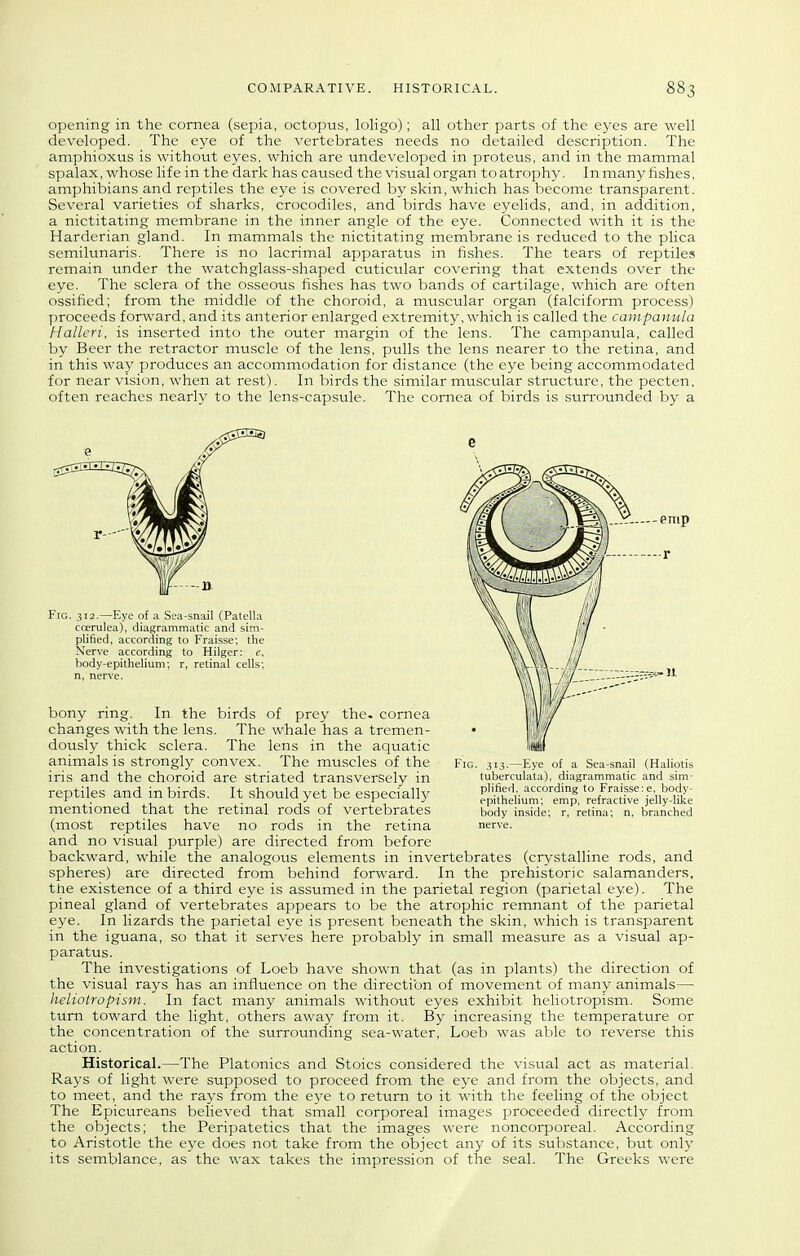 opening in the comea (sepia, octopus, loligo); all other parts of the eyes are well developed. The eye of the vertebrates needs no detailed description. The amphioxus is without eyes, which are undeveloped in proteus, and in the mammal spalax, whose life in the dark has caused the visual organ to atrophy. In many fishes, amphibians and reptiles the eye is covered by skin, which has become transparent. Several varieties of sharks, crocodiles, and birds have eyelids, and, in addition, a nictitating membrane in the inner angle of the eye. Connected with it is the Harderian gland. In mammals the nictitating membrane is reduced to the plica semilunaris. There is no lacrimal apparatus in fishes. The tears of reptiles remain under the watchglass-shaped cuticular covering that extends over the eye. The sclera of the osseous fishes has two bands of cartilage, which are often ossified; from the middle of the choroid, a muscular organ (falciform process) proceeds forward, and its anterior enlarged extremity, which is called the campanula Hallcri. is inserted into the outer margin of the lens. The campanula, called by Beer the retractor muscle of the lens, pulls the lens nearer to the retina, and in this way produces an accommodation for distance (the eye being accommodated for near vision, when at rest). In birds the similar muscular structure, the pecten, often reaches nearly to the lens-capsule. The comea of birds is surrounded by a Fig. 313.—Eye of a Sea-snail (Haliotis tuberculata), diagrammatic and sim- plified, according to Fraisse:e, body- epithelium; emp, refractive jelly-like body inside; r, retina; n, branched nerve. Fig. 312.—Eye of a Sea-snail (Patella ccerulea), diagrammatic and sim- plified, according to Fraisse; the Nerve according to Hilger: e, body-epithelium; r, retinal cells; n, nerve. bony ring. In the birds of prey the. cornea changes with the lens. The whale has a tremen- dously thick sclera. The lens in the aquatic animals is strongly convex. The muscles of the iris and the choroid are striated transversely in reptiles and in birds. It should yet be especiallj^ mentioned that the retinal rods of vertebrates (most reptiles have no rods in the retina and no visual purple) are directed from before backward, while the analogous elements in invertebrates (crystalline rods, and spheres) are directed from behind forward. In the prehistoric salamanders, the existence of a third eye is assumed in the parietal region (parietal eye). The pineal gland of vertebrates appears to be the atrophic remnant of the parietal eye. In lizards the parietal eye is present beneath the skin, which is transparent in the iguana, so that it serves here probably in small measure as a visual ap- paratus. The investigations of Loeb have shown that (as in plants) the direction of the visual rays has an influence on the direction of movement of many animals— heliotropism. In fact many animals without eyes exhibit heliotropism. Some turn toward the light, others away from it. By increasing the temperature or the concentration of the surrounding sea-water, Loeb was able to reverse this action. Historical.—The Platonics and Stoics considered the visual act as material. Rays of light were supposed to proceed from the eye and from the objects, and to meet, and the rays from the eye to return to it with the feeling of the object The Epicureans believed that small corporeal images proceeded directly from the objects; the Peripatetics that the images were noncorjDoreal. According to Aristotle the eye does not take from the object any of its substance, but only its semblance, as the wax takes the impression of the seal. The Greeks were