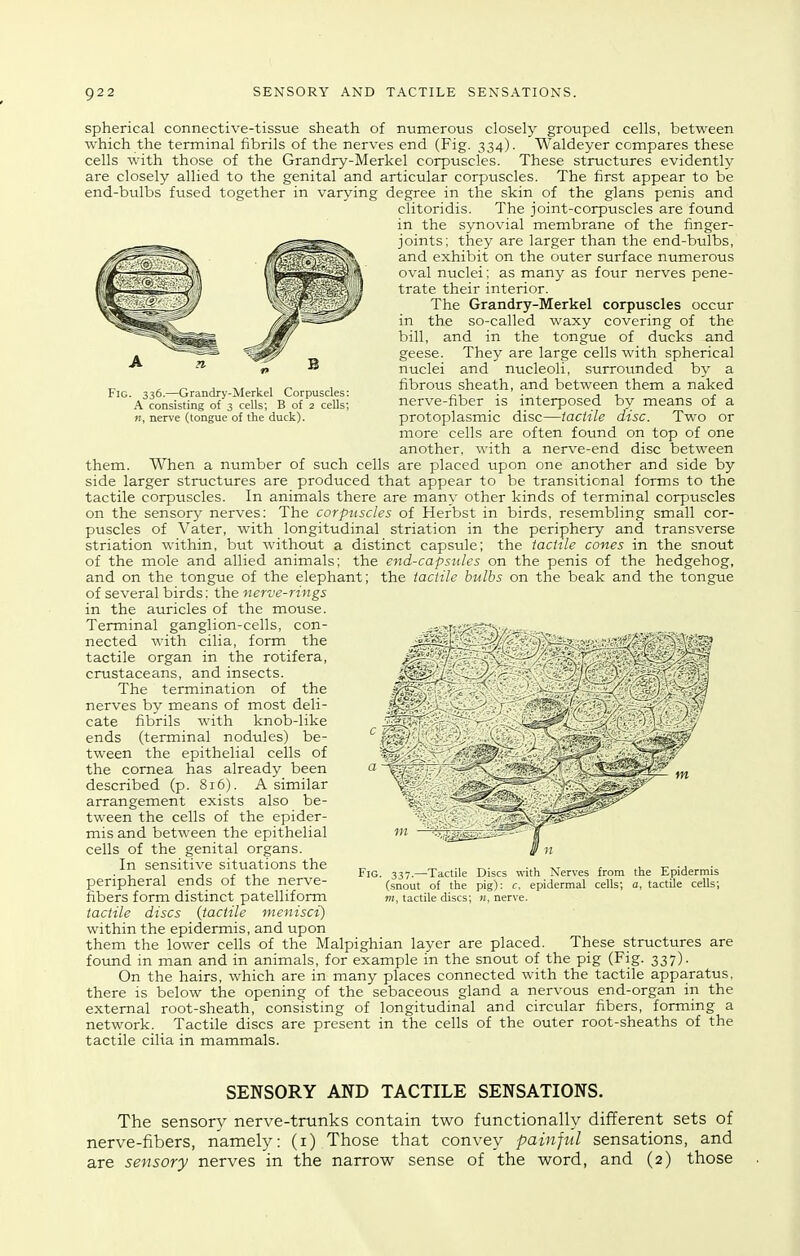 Spherical connective-tissue sheath of numerous closely grouped cells, between which the terminal fibrils of the nerves end (Fig. 334). Waldeyer compares these cells with those of the Grandry-Merkel corpuscles. These structures evidently are closely allied to the genital and articular corpuscles. The first appear to be end-bulbs fused together in varying degree in the skin of the glans penis and clitoridis. The joint-corpuscles are found in the synovial membrane of the finger- joints; they are larger than the end-bulbs, and exhibit on the outer surface numerous oval nuclei; as many as four nerves pene- trate their interior. The Grandry-Merkel corpuscles occur in the so-called waxy covering of the bill, and in the tongue of ducks and geese. They are large cells with spherical nuclei and nucleoli, surrotinded by a fibrous sheath, and between them a naked nerve-fiber is interposed by means of a protoplasmic disc—tactile disc. Two or more cells are often found on top of one another, with a nerve-end disc between them. When a number of such cells are placed upon one another and side by side larger structures are prodtxced that appear to be transitional forms to the tactile corpuscles. In animals there are many other kinds of terminal corpuscles on the sensory nerves: The corpuscles of Herbst in birds, resembling small cor- puscles of Vater, with longitudinal striation in the periphery and transverse striation within, but without a distinct capsule; the tactile cones in the snout of the mole and allied animals; the end-cap sides on the penis of the hedgehog, and on the tongue of the elephant; the tactile bulbs on the beak and the tongue of several birds: the nerve-rings in the auricles of the mouse. Terminal ganglion-cells, con- nected with cilia, form the tactile organ in the rotifera, crustaceans, and insects. The termination of the nerves by means of most deli- cate fibrils with knob-like ends (terminal nodules) be- tween the epithelial cells of the cornea has already been described (p. 816). A similar arrangement exists also be- tween the cells of the epider- mis and between the epithelial cells of the genital organs. In sensitive situations the peripheral ends of the nerve- fibers form distinct patelliform tactile discs (tactile menisci) within the epidermis, and upon them the lower cells of the Malpighian layer are placed. These structures are found in man and in animals, for example in the snout of the pig (Fig. 337). On the hairs, which are in many places connected with the tactile apparatus, there is below the opening of the sebaceous gland a nervous end-organ in the external root-sheath, consisting of longitudinal and circular fibers, forming a network. Tactile discs are present in the cells of the outer root-sheaths of the tactile cilia in mammals. SENSORY AND TACTILE SENSATIONS. The sensory nerve-trtinks contain two functionally different sets of nerve-fibers, namely: (i) Those that convey painful sensations, and are sensory nerves in the narrow sense of the word, and (2) those Fig. 336.—Grandry-Merkel Corpuscles: A consisting of 3 cells; B of 2 cells; H, nerve (tongue of the duck). Fig. 337.—Tactile Discs with Nerves from the Epidermis (snout of the pig): c. epidermal cells; a, tactile cells; ni, tactile discs; «, nerve.