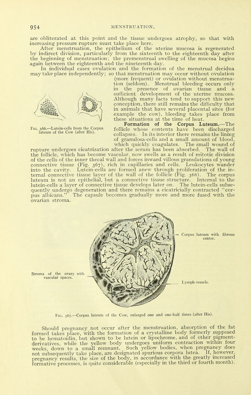 are obliterated at this point and the tissue undergoes atrophy, so that with increasing pressure rupture must take place here. After menstruation, the epithelium of the uterine mucosa is regenerated by indirect division, particularly from the sixteenth to the eighteenth day after the beginning of menstruation; the premenstrual swelling of the mucosa begins again between the eighteenth and the nineteenth day. In individual cases ovulation and the formation of the menstrual decidua may take place independently; so that menstruation may occur without ovulation (more frequent) or ovulation without menstrua- tion (seldom). Menstrual bleeding occurs only in the presence of ovarian tissue, and a sufficient development of the uterine mucosa. Although many facts tend to support this new conception, there still remains the difficulty that in animals that have several placental sites (for example the cow), bleeding takes place from these situations at the time of heat. Formation of the Corpus Luteum.—The follicle whose contents have been discharged collapses. In its interior there remains the lining of granulosa-cells and a small amount of blood, which quickly coagulates. The small wound of rupture undergoes cicatrization after the serum has been absorbed. The wall of the follicle, which has become vascular, now swells as a result of mitotic division of the cells of the inner thecal wall and forces inward villous granulations of young connective tissue (Fig. 367), rich in capillaries and cells. Leukocytes wander into the cavity. Lutein-cells are formed anew through proliferation of the in- ternal connective tisstie layer of the wall of the follicle (Fig. 366). The corpus luteum is not an epithelial, but a connective tissue structure. Internal to the lutein-cells a layer of connective tissue develops later on. The lutein-cells subse- quently undergo degeneration and there remains a cicatricially contracted cor- pus allDicans. The capsule becomes gradually more and more fused with the ovarian stroma. Fig. 366.—Lutein-cells from the Corpus luteum of the Cow (after His). Stroma of the ovary with vascular spaces. — Corpus luteum with fibrous center. Lymph-vessels. Fig. 367.—Corpus luteum of the Cow, enlarged one and one-half times (after His). Should pregnancy not occur after the menstruation, absorption of the fat formed takes place, with the formation of a crystalline body formerly supposed to be hematoidin, but shown to be lutein or lipochrome, and of _other pigment- derivatives, while the yellow body undergoes uniform contraction within four weeks, down to a small remnant. Such yellow bodies, when pregnancy does not subsequently take place, are designated spurious corpora lutea. If, however, pregnancy results, the size of the body, in accordance with the greatly mcreased formative processes, is quite considerable (especially in the third or fourth month).
