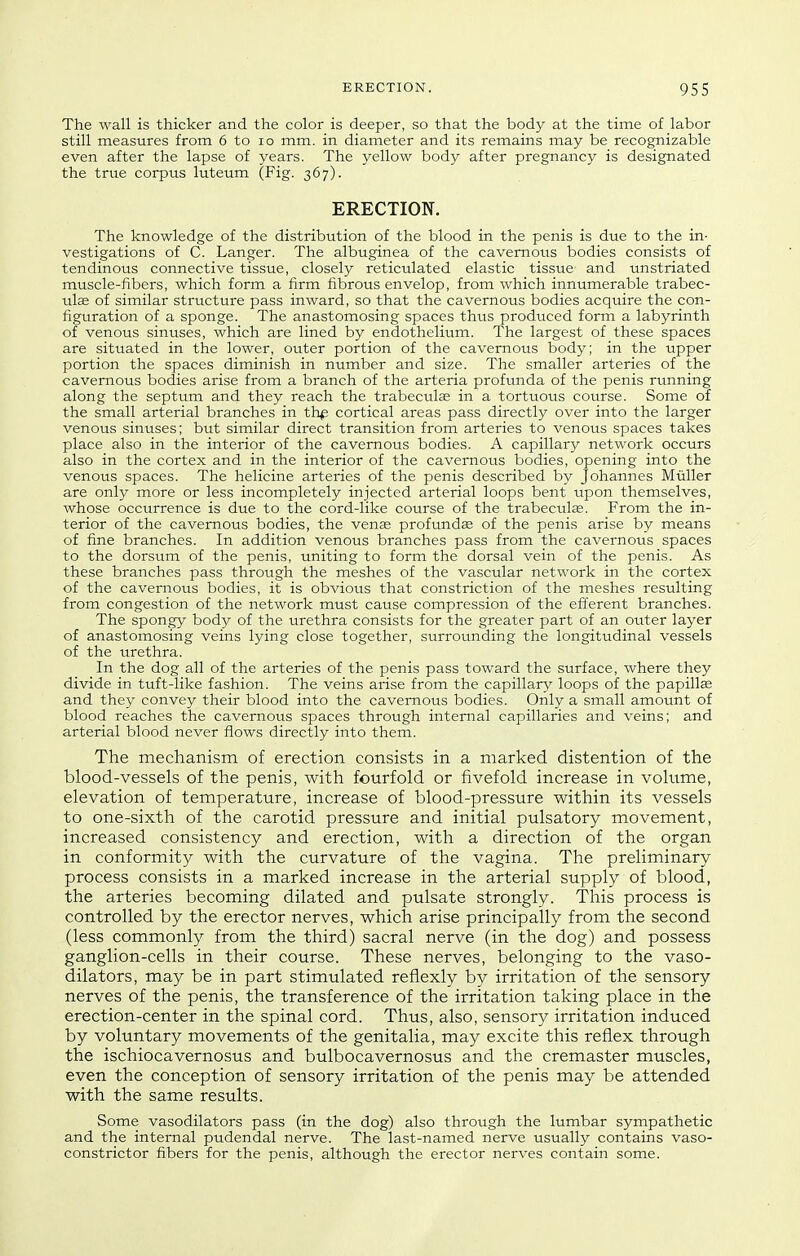 The wall is thicker and the color is deeper, so that the body at the time of labor still measures from 6 to lo mm. in diameter and its remains may be recognizable even after the lapse of years. The yellow body after pregnancy is designated the true corpus luteum (Fig. 367). ERECTION. The knowledge of the distribution of the blood in the penis is due to the in- vestigations of C. Langer. The albuginea of the cavernous bodies consists of tendinous connective tissue, closely reticulated elastic tissue and unstriated muscle-fibers, which form a firm fibrous envelop, from which innumerable trabec- ulae of similar structure pass inward, so that the cavernous bodies acquire the con- figuration of a sponge. The anastomosing spaces thus produced form a labyrinth of venous sinuses, which are lined by endothelium. The largest of these spaces are situated in the lower, outer portion of the cavernous body; in the upper portion the spaces diminish in number and size. The smaller arteries of the cavernous bodies arise from a branch of the arteria profunda of the penis running along the septum and they reach the trabeculse in a tortuous course. Some of the small arterial branches in thp cortical areas pass directly over into the larger venous sinuses; but similar direct transition from arteries to venous spaces takes place also in the interior of the cavernous bodies. A capillary network occurs also in the cortex and in the interior of the cavernous bodies, opening into the venous spaces. The helicine arteries of the penis described by Johannes Miiller are only more or less incompletely injected arterial loops bent upon themselves, whose occurrence is due to the cord-like course of the trabeculae. From the in- terior of the cavernous bodies, the vens profunda of the penis arise by means of fine branches. In addition venous branches pass from the cavei^nous spaces to the dorsum of the penis, uniting to form the dorsal vein of the penis. As these branches pass through the meshes of the vascular network in the cortex of the cavernous bodies, it is obvious that constriction of the meshes resulting from congestion of the network must cause compression of the efferent branches. The spongy body of the urethra consists for the greater part of an outer layer of anastomosing veins lying close together, surrounding the longitudinal vessels of the urethra. In the dog all of the arteries of the penis pass toward the surface, where they divide in tuft-like fashion. The veins arise from the capillary loops of the papillee and they convey their blood into the cavernous bodies. Only a small amount of blood reaches the cavernous spaces through internal capillaries and veins; and arterial blood never flows directly into them. The mechanism of erection consists in a marked distention of the blood-vessels of the penis, with fourfold or fivefold increase in vokime, elevation of temperature, increase of blood-pressure within its vessels to one-sixth of the carotid pressure and initial pulsatory movement, increased consistency and erection, with a direction of the organ in conformity with the curvature of the vagina. The preliminary process consists in a marked increase in the arterial supply of blood, the arteries becoming dilated and pulsate strongly. This process is controlled by the erector nerves, which arise principally from the second (less commonly from the third) sacral nerve (in the dog) and possess ganglion-cells in their course. These nerves, belonging to the vaso- dilators, may be in part stimulated reflexly by irritation of the sensory nerves of the penis, the transference of the irritation taking place in the erection-center in the spinal cord. Thus, also, sensory irritation induced by voluntary movements of the genitalia, may excite this reflex through the ischiocavernosus and bulbocavernosus and the cremaster muscles, even the conception of sensory irritation of the penis may be attended with the same results. Some vasodilators pass (in the dog) also through the lumbar sympathetic and the internal pudendal nerve. The last-named nerve usually contains vaso- constrictor fibers for the penis, although the erector nerves contain some.