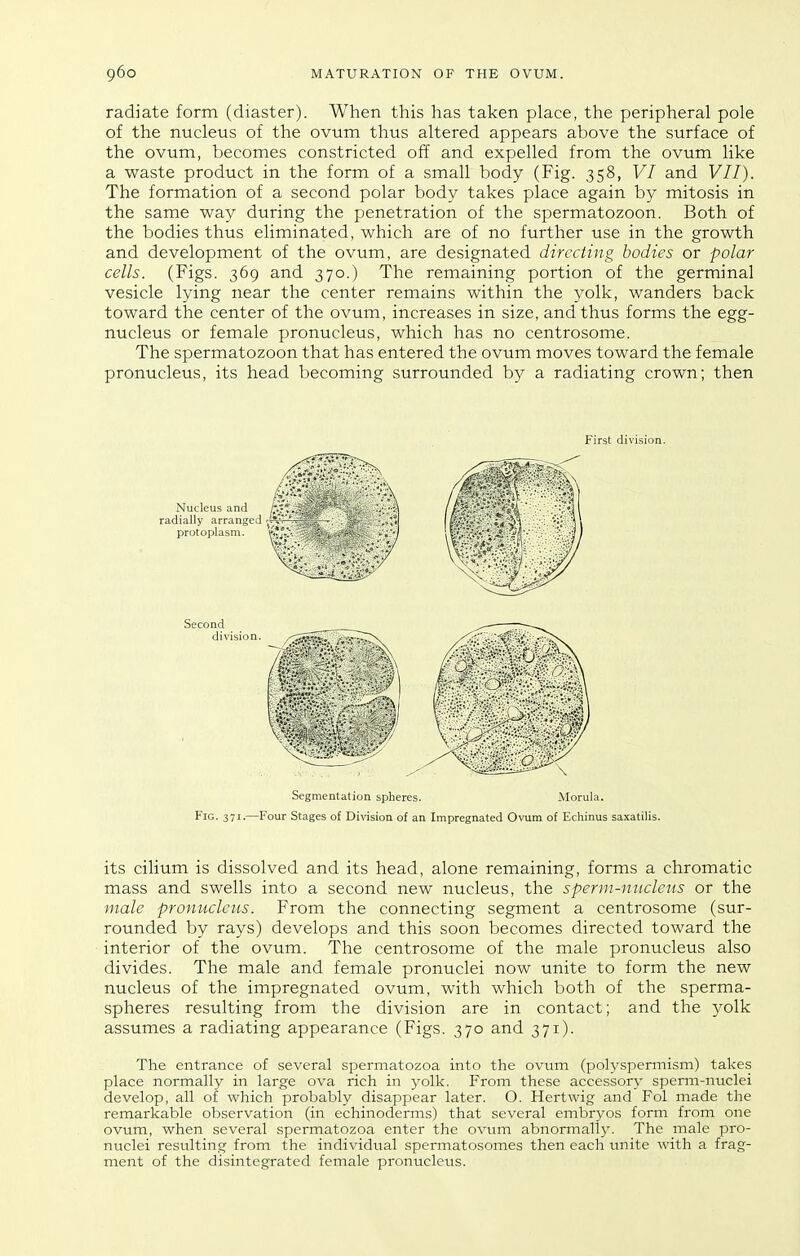 radiate form (diaster). When this has taken place, the peripheral pole of the nucleus of the ovum thus altered appears above the surface of the ovum, becomes constricted off and expelled from the ovum like a waste product in the form of a small body (Fig. 358, VI and VII). The formation of a second polar body takes place again by mitosis in the same way during the penetration of the spermatozoon. Both of the bodies thus eliminated, which are of no further use in the growth and development of the ovum, are designated directing bodies or polar cells. (Figs. 369 and 370.) The remaining portion of the germinal vesicle lying near the center remains within the yolk, wanders back toward the center of the ovum, increases in size, and thus forms the egg- nucleus or female pronucleus, which has no centrosome. The spermatozoon that has entered the ovum moves toward the female pronucleus, its head becoming surrounded by a radiating crown; then First division. Segmentation spheres. Morula. Fig. 371.—Four Stages of Division of an Impregnated Ovum of Echinus saxatilis. its cilium is dissolved and its head, alone remaining, forms a chromatic mass and swells into a second new nucleus, the sperui-nuclciis or the male pronucleus. From the connecting segment a centrosome (sur- rounded by rays) develops and this soon becomes directed toward the interior of the ovum. The centrosome of the male pronucleus also divides. The male and female pronuclei now unite to form the new nucleus of the impregnated ovum, with which both of the sperma- spheres resulting from the division are in contact; and the yolk assumes a radiating appearance (Figs. 370 and 371). The entrance of several spermatozoa into the ovum (polyspermism) takes place normally in large ova rich in yolk. From these accessory sperm-nuclei develop, all of which probably disappear later. O. Hertwig and Fol made the remarkable observation (in echinoderms) that several embryos form from one ovum, vifhen several spermatozoa enter the ovum abnormall)'. The male pro- nuclei resulting from the individual spermatosomes then each unite with a frag- ment of the disintegrated female pronucleus.