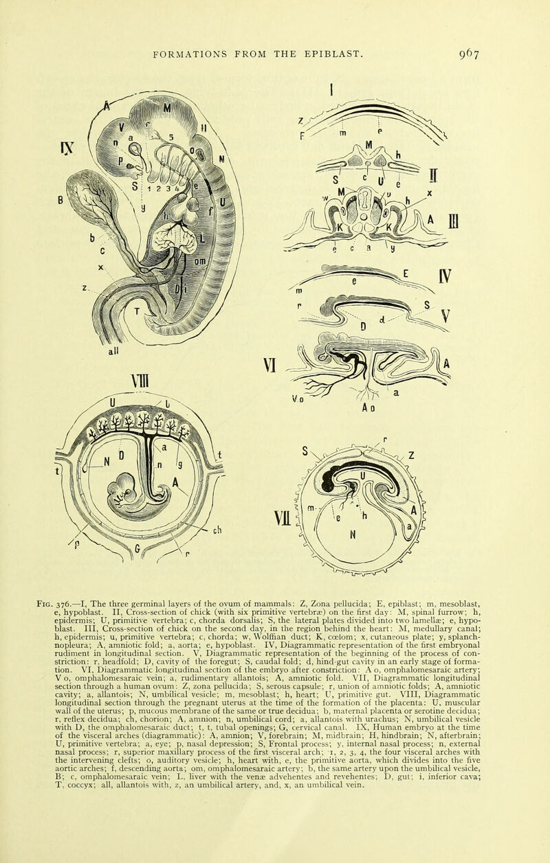 Fig. 376.—I, The three germinal layers of the ovum of mammals; Z, Zona pellucida; E, epiblast; m, mesoblast, e, hypoblast. II, Cross-section of chick (with six primitive vertebra?) on the first day: M, spinal furrow; h, epidermis; U, primitive vertebra; c, chorda dorsalis; S, the lateral plates divided into two lamelise; e, hypo- blast. Ill, Cross-section of chick on the second day, in the region behind the heart: M, medullary canal; h, epidermis; u, primitive vertebra; c, chorda; w, Wolffian duct; K, coelom; x, cutaneous plate; y, splanch- nopleura; A, amniotic fold; a, aorta; e, hypoljlast. IV, Diagrammatic representation of the first embryonal rudiment in longitudinal section. V, Diagrammatic representation of the beginning of the process of con- striction: r, headfold; D, cavity of the foregut; S, caudal fold; d, hind-gut cavity in an early stage of forma- tion. VI, Diagrammatic longitudinal section of the embryo after constriction: Ao, omphalomesaraic artery; V o, omphalomesaraic vein; a, rudimentary allantois; A, amniotic fold. VII, Diagrammatic longitudinal section through a human ovum: Z, zona pellucida; S, serous capsule; r, union of amniotic folds; A, amniotic cavity; a, allantois; N, umbilical vesicle; m, mesoblast; h, heart; U, primitive gut. VIII, Diagrammatic longitudinal section through the pregnant uterus at the time of the formation of the placenta; U. muscular wall of the uterus; p, mucous membrane of the same or true decidua; b, maternal placenta or serotine decidua; r, reflex decidua; ch, chorion; A, amnion; n, umbilical cord; a, allantois with urachus; N, umbiUcal vesicle with D, the omphalomesaraic duct; t, t, tubal openings; G, cervical canal. IX, Human embryo at the time of the visceral arches (diagrammatic): A, amnion; V, forebrain; M, midbrain; H, hindbrain; N, afterbrain; U, primitive vertebra; a, eye; p, nasal depression; S, Frontal process; y, internal nasal process; n, external nasal process; r, superior maxillary process of the first visceral arch; i, 2, 3, 4, the four \isceral arches with the intervening clefts; o, auditory vesicle; h, heart with, e, the primitive aorta, which divides into the five aortic arches; f, descending aorta; om, omphalomesaraic artery; b, the same artery upon the umbilical vesicle, B; c, omphalomesaraic vein; L, liver with the vena: advehentes and revehentes; D, gut; i, inferior cava; T, coccyx; all, allantois with, z, an umbilical artery, and, x, an umbilical vein.