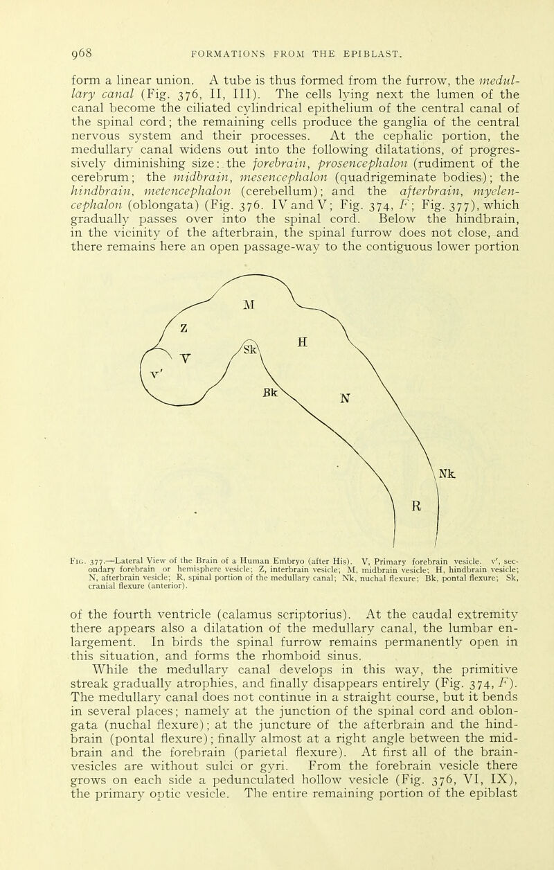 form a linear union. A tube is thus formed from the furrow, the medul- lary canal (Fig. 376, II, III). The cells lying next the lumen of the canal become the ciliated cylindrical epithelium of the central canal of the spinal cord; the remaining cells produce the ganglia of the central nervous system and their processes. At the cephalic portion, the medullary canal widens out into the following dilatations, of progres- sively diminishing size: the forebrain, prosencephalon (rudiment of the cerebrum; the midbrain, mesencephalon (quadrigeminate bodies); the hindbrain, metcncephalon (cerebellum); and the afterbrain, myelen- cephalon (oblongata) (Fig. 376. IVandV; Fig. 374, F; Fig. 377), which gradually passes over into the spinal cord. Below the hindbrain, in the vicinity of the afterbrain, the spinal furrow does not close, and there remains here an open passage-way to the contiguous lower portion Fh;. 377-—Lateral yiew of the Brain of a Human Embryo (after His). V, Primary forebrain vesicle, v', sec- ondary forebrain or hemisphere vesicle; Z, interbrain vesicle; M, midbrain vesicle; H, hindbrain vesicle; N, afterbrain vesicle; R. spinal portion of the medullary canal; Nk, nuchal flexure; Bk, pontal flexure; Sk, cranial flexure (anterior). of the fourth ventricle (calamus scriptorius). At the caudal extremity there appears also a dilatation of the medullary canal, the lumbar en- largement. In birds the spinal furrow remains permanently open in this situation, and forms the rhomboid sinus. While the medullary canal develops in this way, the primitive streak gradually atrophies, and finally disappears entirely (Fig. 374, F). The medullary canal does not continue in a straight course, but it bends in several places; namely at the junction of the spinal cord and oblon- gata (nuchal flexure); at the juncture of the afterbrain and the hind- brain (pontal flexure); finally almost at a right angle between the mid- brain and the forebrain (parietal flexure). At first all of the brain- vesicles are without sulci or gyri. From the forebrain vesicle there grows on each side a pedunculated hollow vesicle (Fig. 376, VI, IX), the primary optic vesicle. The entire remaining portion of the epiblast