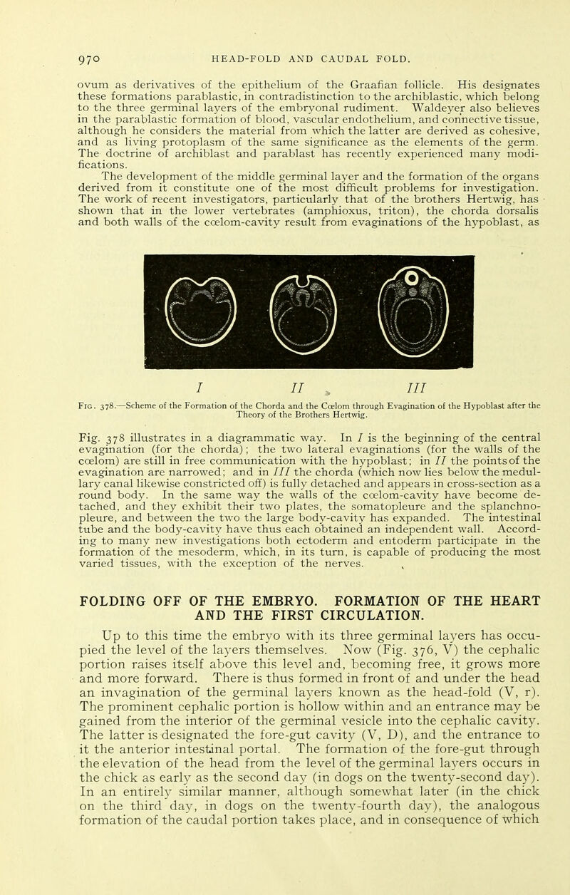 97° HEAD-FOLD AND CAUDAL FOLD. ovum as derivatives of the epithelium of the Graafian follicle. His designates these formations parablastic, in contradistinction to the archiblastic, which belong to the three germinal layers of the embryonal rudiment. Waldeyer also believes in the parablastic formation of blood, vascular endothelium, and connective tissue, although he considers the material from which the latter are derived as cohesive, and as living protoplasm of the same significance as the elements of the germ. The doctrine of arcliiblast and parablast has recently experienced many modi- fications. The development of the middle germinal layer and the formation of the organs derived from it constitute one of the most difficult problems for investigation. The work of recent investigators, particularly that of the brothers Hertwig, has shown that in the lower vertebrates (amphioxus, triton), the chorda dorsalis and both walls of the ccelom-cavity result from evaginations of the hypoblast, as / // Ill Fig. 378.—Scheme of the Formation of the Chorda and the Coelom through Evagination of the Hypoblast after the Theory of the Brothers Hertwig. Fig. 378 illustrates in a diagrammatic way. In / is the beginning of the central evagination (for the chorda); the two lateral evaginations (for the walls of the ccelom) are still in free communication with the hypoblast: in // the points of the evagination are narrowed; and in /// the chorda (which now lies below the medul- lary canal likewise constricted off) is fully detached and appears in cross-section as a round body. In the same way the walls of the coelom-cavity have become de- tached, and they exhibit their two plates, the somatopleure and the splanchno- pleure, and between the two the large body-cavity has expanded. The intestinal tube and the body-cavity have thus each obtained an independent wall. Accord- ing to many new investigations both ectoderm and entoderm participate in the formation of the mesoderm, which, in its turn, is capable of producing the most varied tissues, with the exception of the nerves. FOLDING OFF OF THE EMBRYO. FORMATION OF THE HEART AND THE FIRST CIRCULATION. Up to this time the embryo with its three germinal layers has occu- pied the level of the layers themselves. Now (Fig. 376, V) the cephalic portion raises itself above this level and, becoming free, it grows more and more forward. There is thus formed in front of and under the head an invagination of the germinal layers known as the head-fold (V, r). The prominent cephalic portion is hollow within and an entrance may be gained from the interior of the germinal vesicle into the cephalic cavity. The latter is designated the fore-gut cavity (V, D), and the entrance to it the anterior intestinal portal. The formation of the fore-gut through the elevation of the head from the level of the germinal laj'crs occurs in the chick as early as the second day (in dogs on the twenty-second day). In an entirely similar manner, although somewhat later (in the chick on the third day, in dogs on the twenty-fourth day), the analogous formation of the caudal portion takes place, and in consequence of which