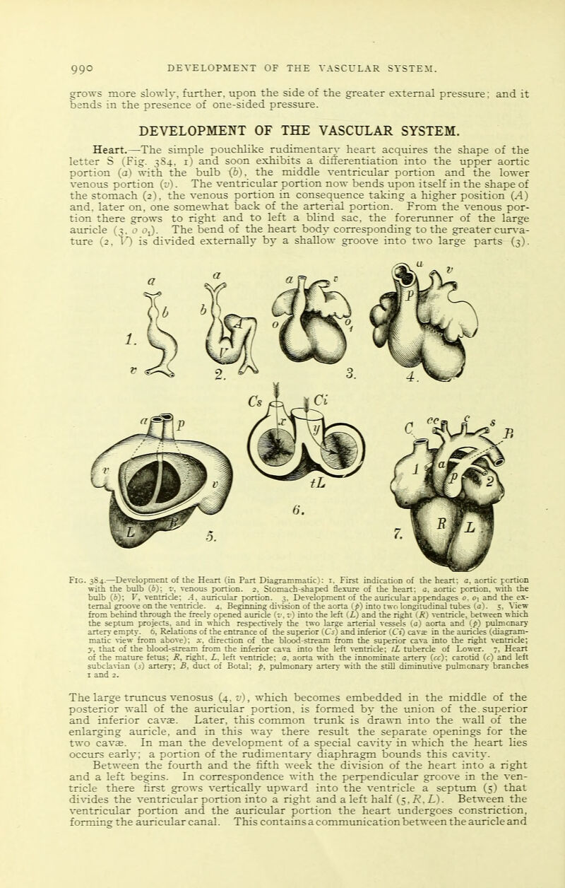 grows more slowh, further, upon the side of the greater external pressure: and it bands in the presence of one-sided pressure. DEVELOPMENT OF THE VASCULAR SYSTEM. Heart.—The simple pouchlike rudimentary heart acquires the shape of the letter S (Fig. 3S4, i) and soon exhibits a diiferentiation into the upper aortic portion (a) with the bulb ib), the middle ventrictilar portion and the lower venous portion (v). The ventricular portion now bends upon itself in the shape of the stomach (2), the venous portion in consequence taking a higher position (A) and. later on, one somewhat back of the arterial portion. From the venous por- tion there grows to right and to left a blind sac, the forerunner of the large auricle (3, o t»i). The bend of the heart body corresponding to the greater cur\-a- ture (2, V) is divided extemallj- by a shallow groove into two large parts (3). Fig. 384.—Development of the Heart (in Part Diagrammatic): i. First indication of the heart; a. aortic portion with the bulb (6); venous portion. 2. Stomach-shaped fle.sure of the heart: a, aortic portion, with the bulb (6): V, ventricle: .4, auricular portion. 3. Development of the auricular appendages 0. £>i and the ex- ternal groove on the ventricle. 4. Beginning di\Tsion of the aorta 1 p) into two longitudinal tubes (a). 5. View from behind through the freely opened auride (v. v) into the left (i) and the right (R) ventricle, between which the septtun i»ojects, and in which respectively the two large arterial vessels (a) aorta and ip) pulmonary artery empty. 6, Relations of the entrance of the superior (Cs) and inferior (CO cav« in the auricles (diagram- matic view from above); at, direction of the blood-stream from the superior cava into the right ventricle; y, that of the blood-stream from the inferior cava into the left ventricle; tL tubercle of Lower. 7, Heart of the mature fetus; R, right. Z, left ventricle: a. aorta with the innominate artery (cc); carotid (c) and left subcla\ian (s) artery; B, duct of Botal; p, pulmonary artery with the still diminutive pulmonary branches I and 2. The large truncus venosus (4. v), which becomes embedded in the middle of the posterior wall of the auricular portion, is formed by the union of the. superior and inferior cavae. Later, this common trunk is drawn into the wall of the enlarging auricle, and in this way there result the separate openings for the two cavas. In man the development of a special cavity in which the heart lies occurs early; a portion of the rudimentary- diaphragm bounds this cavity. Between the fourth and the fifth week the division of the heart into a right and a left begins. In correspondence with the perpendicular groove in the ven- tricle there lirst grows vertically upward into the ventricle a septum (5) that divides the ventricular portion into a right and a left half (5. i?. L). Between the ventricular portion and the auricular portion the heart undergoes constriction, forming the auricular canal. This contains a commtmication between the auricle and