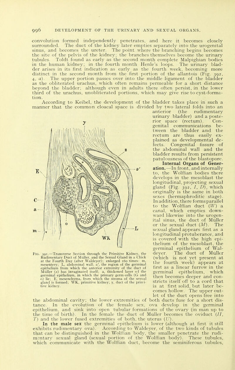 convolution formed independently penetrates, and here it becomes closely surrounded. The duct of the kidney later empties separately into the urogenital sinus, and becomes the ureter. The point where the branching begins becomes the site of the pelvis of the kidney; the branches themselves become the urinary tubules. Toldt found as early as the second month complete Malpighian bodies in the human kidney; in the fourth month Henle's loops. The urinary blad- der arises in its first indication as early as the fourth week, becoming more distinct in the second month from the first portion of the allantois (Fig. 392, 4, a). The upper portion passes over into the middle ligament of the bladder as the obliterated urachus, which often remains permeable for a short distance beyond the bladder; although even in adults there often persist, in the lower third of the urachus, unobliterated portions, which may give rise to cyst-forma- tion. According to Keibel, the development of the bladder takes place in such a manner that the common cloacal space is divided by two lateral folds into an anterior (the rudimentary urinary bladder) and a poste- rior space (rectum). Con- genital communications be- tween the bladder and the rectum are thus easily ex- plained as developmental de- fects. Congenital fissure of the abdominal wall and the bladder results from per.sistent patulousness of the blastopore. Internal Organs of Gener- ation.—In front, and internally to, the Wolffian bodies there develops in the mesoblast the longitudinal, projecting sexual gland (Fig. 392, /, D), which originally is the same in both sexes (hermaphroditic stage). In addition, there forms parallel to the Wolffian duct (W) a canal, which empties down- ward likewise into the urogen- ital sinus, the duct of Miiller or the sexual duct (M). The sexual gland appears first as a longitudinal protuberance, and is covered with the high epi- thelium of the mesoblast, the germinal epithelium of Wal- deyer. The duct of Miilkr (which is not yet present at the fourth week) appears at first as a linear furrow in the germinal epithelium, which then becomes deeper and con- stricts itself oft' to a cord that is at first solid, but later be- -8' Fig 391.—Transverse Section through the Primitive Kidney, the Rudimentary Duct of Miiller, and the Sexual Gland in a Chick at the Fourth Day (after Waldeyer); enlarged i6o times; m, mesentery; L, abdominal wall; a', the region of the germinal epithelium from which the anterior extremity of the duct of Miiller (z) has invaginated itself; a. thickened layer of the germinal epithelium, in which the primary germ-cells (G and o) lie; E, mesenchyma, from which the stroma of the sexual gland is formed; \VK, primitive kidney; y, duct of the primi- tive kidney. comes hollow. The upper out- let of the duct opens free into both ducts fuse for a short dis- ova develop in the germinal the abdominal cavity; the lower extremities of tance. In the evolution of the female sex, epithelium, and sink into open tubular formations of the ovary (in man up to the time of birth). In the female the duct of Miiller becomes the oviduct (//, T) and the lower fused extremities of both, the uterus (U) . In the male sex the germinal epithelium is lower (although at first it still exhibits rudimentary ova). According to Waldeyer, of the two kinds of tubules that can be distinguished in the Wolffian body, the smaller penetrate the rudi- mentary sexual gland (sexual portion of the Wolffian body). These tubules, which communicate with the Wolffian duct, become the seminiferous tubules,