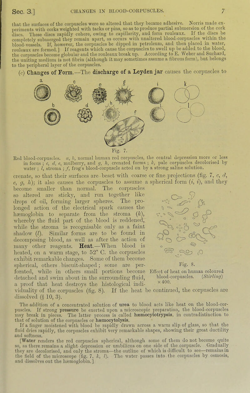 that the surfaces of the corpuscles wore so altered that they became adhesive. Norris made ex- i)criments with corks weighted with tacks or pins, so as to produce partial submersion of the cork discs. These discs rapidly cohere, owing to capillarity, and form rouleaux. If the discs be completely submerged they remain apart, as occurs with unaltered blood-corpuscles within the blood-ves.sels. If, however, the corpuscles be dipped in petroleum, and then placed in water, rouleau.x are formed.] If reagents which cause the corpuscles to swell up be added to the blood, the corpuscles become globular and the rouleaux break up. According to E. Weber and Suchard, the uniting medium is not iibrin (although it may sometimes a.s.sume a iibrous form), but belongs to the peripheral layer of the corpuscles. (c) Changes of Form.—The discharge of a Leyden jar causes the corpuscles to Red blood-corpuscles. «, h, normal human red corpuscles, the central depression more or less in focus ; c, cl, c, mulberry, and g, h, cremated forms ; k, pale corpuscles decolorised by water ; Z, stroma ; /, frog's blood-corpuscle acted on by a strong saline solution. creiiate, so that their surfaces are beset avith coarse or fine projections (fig. 7, c, cl, e, g, h); it also causes the corpuscles to assume a spherical form (z, i), and they become smaller than normal. The corpuscles so altered are sticky, and run togetlrer like drops of oil, forming larger spheres. The pro- longed action of the electrical spark causes the haemoglobin to separate from the stroma {k), whereby the fluid part of the blood is reddened, while the stroma is recognisable only as a famt shadow (Z). Similar forms are to be found in decomposing blood, as well as after the action of many other reagents. Heat.—When blood is heated, on a Avarm stage, to 52° C. the corpuscles exhibit remarkable changes. Some of them become spherical, others biscuit-shaped; some are per- forated, while in others small portions become EH'cct of heat on human coloured detached and swim about in the surrounding fluid, blood-corpuscles. {Stirling) a proof that heat destroys the histological indi- ^ viduality of the corpuscles (fig. 8). If the heat be continued, the corpuscles are dissolved (§ 10, 3). Fig. The addition of a concentrated solution of urea to blood acts like lieat on the blood-cor- puscles. If strong pressure be exerted upon a microscopic preparation, the blood-corpuscles may break in pieces. The latter jirocess is called hasmocytotrypsis, in contradistinction to tliat of solution of the corpuscles or hsemocytolysis. If a finger moistened with blood bo rapidly drawn across a warm slip of glass, so that the Hnid dries rapidly, the corpuscles exhibit very remarkable shapes, showing their great ductility and softness. [Water renders the rod corpuscles spherical, although some of them do not become quite so, as there remains a slight depression or umbilicus on one side of the corpuscle. Gradually they are decolorised, and only the stroma—the outline of which is difficult to see—remains in the field of the microscope (fig. 7, k, 1). The water pusses into the corpuscles by osmosis, and dissolves out the luemoglobin.]