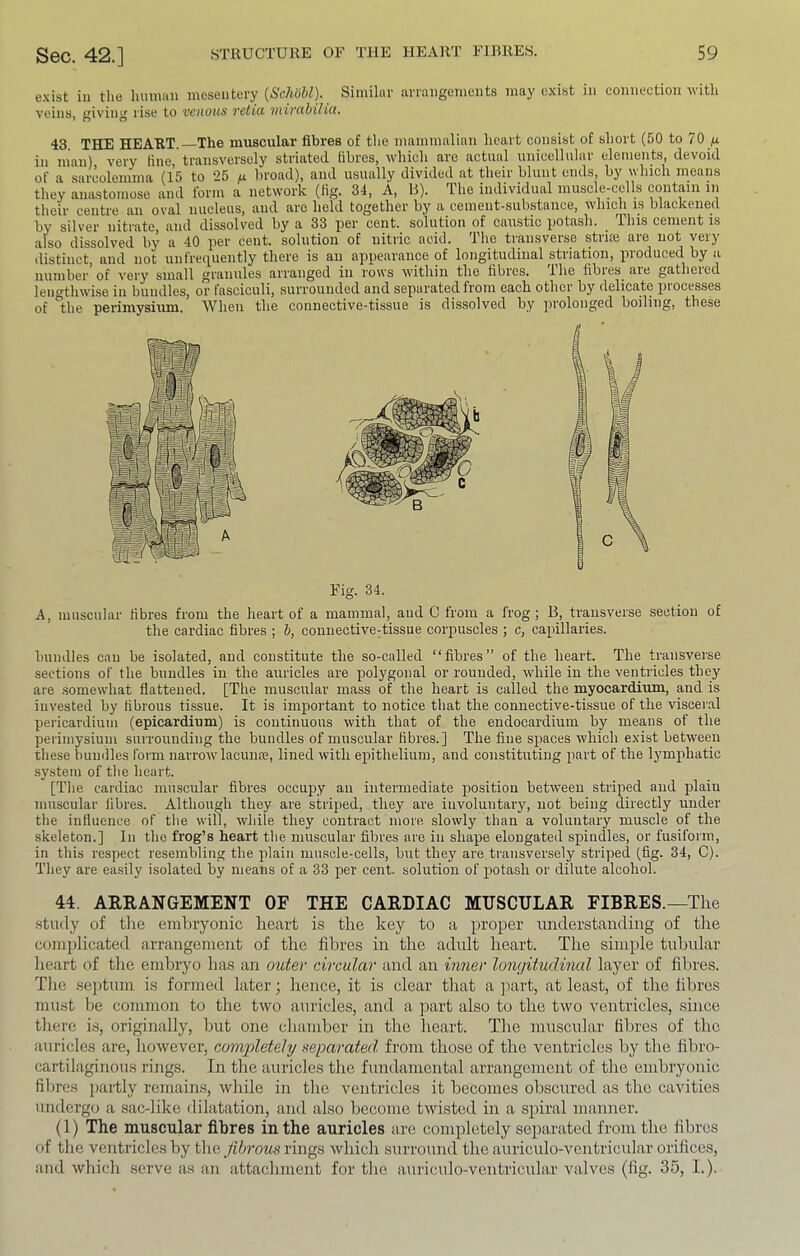 exist ill the liumaii mesentery (Schohl). Similnr arrangenieiits may exist in connection with veins, giving rise to venous velict niivcibilici. 43. THE HEART. The muscular fibres of the mammalian heart consist of short (50 to 70 ^ ill man) very tine, transversely striated fibres, which are actual unieelliilar elements, devoid of a sarcolemma (15 to 25 ix. broad), and usually divided at their blunt ends, by which means they anastomose and form a network (fig. 34, A, B). The individual muscle-cells contain in their centre an oval nucleus, and are held together by a cement-substance, whicli is blackened by silver nitrate, and dissolved by a 33 per cent, solution of caustic potash. _ This cement is also dissolved by a 40 per cent, solution of nitric acid. The transverse striie are not very distinct, and not unfrequently there is an appearance of longitudinal striation, produced by a number of very small granules arranged in rows within the fibres. The fibres are gathered lengthwise in bundles, or fasciculi, surrounded and separated from each other by delicate processes of the perimysium. When the connective-tissue is dissolved by ])rolonged boiling, these Fig. 34. A, muscular fibres from the heart of a mammal, and C from a frog; B, transverse section of the cardiac fibres ; 6, connectiveTissue corpuscles ; c, capillaries. bundles can be isolated, and constitute the so-called “fibres” of the heart. The transverse sections of the bundles in the auricles are polygonal or rounded, while in the ventricles they are somewhat flattened. [The muscular mass of the heart is called the myocardium, and is invested by fibrous tissue. It is important to notice that the connective-tissue of the viscer.al pericardium (epicardium) is continuous with that of the endocardium by means of the perimysium suirounding the bundles of muscular fibres.] The fine spaces which exist between these bundles form narrow lacuna?, lined with epithelium, and constituting part of the lymphatic system of the heart. [The cardiac muscular fibres occupy an intermediate position between striped and plain muscular fibres. Although they are striped, they are involuntary, not being directly under the influence of the will, while they contract more, slowly than a voluntary muscle of the skeleton.] In the frog’s heart the muscular fibres are in shape elongated spindles, or fusiform, in this respect resembling the plain muscle-cells, but they are transversely striped (fig. 34, C). They are ea.sily isolated by means of a 33 per cent, solution of potash or dilute alcohol. 44. ARRANGEMENT OF THE CARDIAC MUSCULAR FIBRES.—The .study of the embryonic heart is the key to a proper understanding of tlie coni])licated arrangement of the fibres in the adult heart. The simple tubular lieart of the embryo has an outer circular and an inner longitudinal layer of filires. Tlie septum is formed later; hence, it is clear that a ]iart, at least, of the fibres must be common to the two auricles, and a part also to the two A’cntricles, since there is, originally, but one chamber in the heart. The muscular filnes of the atiricles are, however, completely separated, from those of the ventricles by the fibro- cartilaginous rings. In the auricles the fundamental arrangement of the embryonic fibres ])artly remains, while in tire ventricles it becomes obscured as the cavities underg(; a sac-like dilatation, and also become twisted in a s])iral manner. (1) The muscular fibres in the auricles are completely separated from the fibres of the ventricles by tlie fibrous rings which surround the auriculo-ventricular orifices, and which serve as aii attachment for tlie auriculo-ventricular valves (fig. 35, 1.).