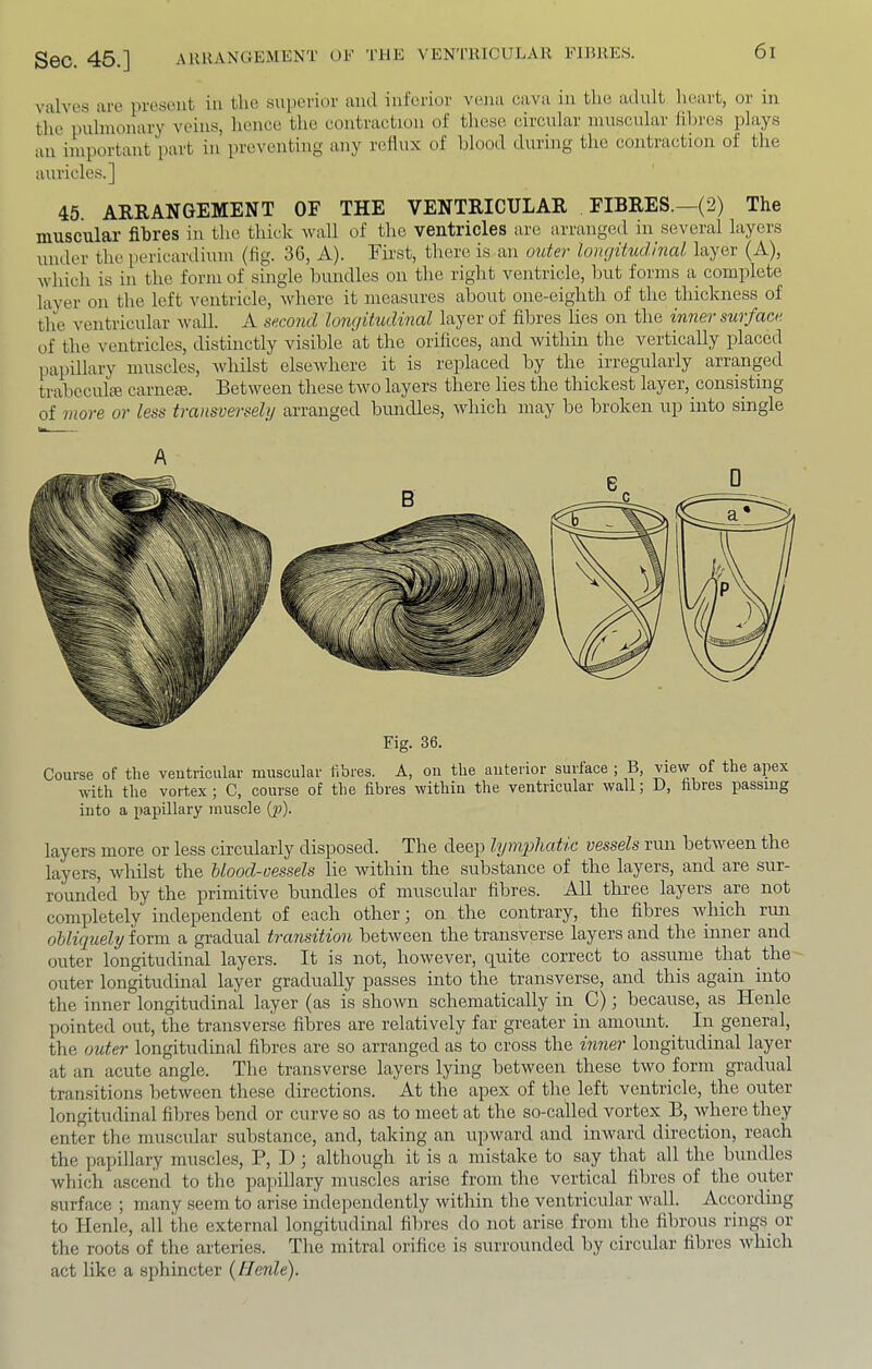 Sec. 45.] AUllANGEMENT OE THE VENTKICULAR FIBRES. valves arc present in the superior and inferior vena cava in the adult heart, or in the pulmonary veins, hence the contraction of these circular muscular fibres plays an important part in preventing any reflux of blood during the contraction of the auricles.] 45. ARRANGEMENT OF THE VENTRICULAR FIBRES.—(2) The muscular fibres in the thick wall of the ventricles are arranged in several layers under the pericardium (fig. 36, A). First, there is an outer loncjitudinal layer (A), which is in the form of single bundles on the right ventricle, but forms a complete layer on the left ventricle, where it measures about one-eighth of the thickness of the ventricular wall. A second longitudinal layer of fibres lies on the inner surface of the ventricles, distinctly visible at the orifices, and withui the vertically placed pa})illary muscles, whilst elsewhere it is replaced by the irregularly arranged trabeculie carnete. Between these tAvo layers there lies the thickest layer, consisting of more or less transverseln arranged bundles, Avhich may be broken up into single A Fig. 36. Course of tlie veutricular muscular fibres. A, on the anterior surface ; B, tl'® apex with the vortex j C, course of the fibres within the ventricular wall; D, fibres passing into a papillary muscle (p). layers more or less circularly disposed. The deep lymphatic vessels run betAveen the layers, Avhilst the blood-vessels lie Avithin the substance of the layers, and are sur- rounded by the primitive bundles of muscular fibres. All three layers are not completely independent of each other; on the contrary, the fibres AAdiich rmi obliquely form a gradual transition betAveen the transverse layers and the inner and outer longitudinal layers. It is not, hoAvever, quite correct to assume that the outer longitudinal layer gradually passes into the transverse, and this again into the inner longitudinal layer (as is shoAvn schematically in C); because, as Henle pointed out, the transverse fibres are relatively far greater in amount. In general, the outer longitudinal fibres are so arranged as to cross the inner longitudinal layer at an acute angle. The transverse layers lying betAveen these tAvo form gradual transitions betAveen these directions. At the apex of the left ventricle, the or;ter longitudinal fibres bend or curve so as to meet at the so-called vortex B, Avhere they enter the muscular substance, and, taking an upAvard and iuAvard direction, reach the papillary muscles, P, D j although it is a mistake to say that all the bundles Avhich ascend to the papillary muscles arise from the vertical fibres of the outer surface ; many seem to arise independently Avithin the ventricular Avail. According to Henle, all the external longitudinal fibres do not arise from the fibrous rings or the roots of the arteries. The mitral orifice is surrounded by circular fibres Avhich act like a sphincter [Henle).