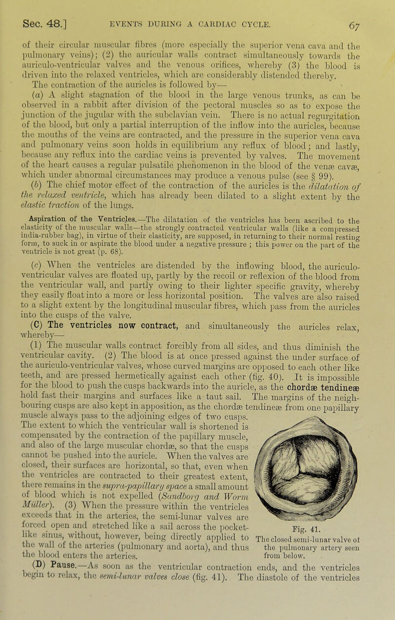 of thoir circular umscular fibres (more especially the superior vena cava and the pulmonary veins); (2) the auricular u'alls contract simultaneously towards the auriculo-ventricular valves and the venous orifices, whereby (3) the blood is driven into the relaxed ventricles, which arc considerably distended thereby. The contraction of the auricles is followed by— (a) A slight stagnation of the blood in the large venous trunks, as can be observed in a rabbit after division of the pectoral muscles so as to expose the junction of the jugular with the subclavian vein. There is no actual regurgitation of the blood, but only a jiartial interruption of the inflow into the auricles, because the mouths of the veins are contracted, and the pressure in the superior vena cava and pulmonary veins soon holds in equilibrium any reflux of blood; and lastly, because any reflux into the cardiac veins is prevented by valves. The movement of the heart causes a regular pulsatile phenomenon in the blood of the vente cavfe, which under abnormal circumstances may produce a venous pulse (see § 99). (b) The chief motor effect of the contraction of the auricles is the dilaUdion of the relaxed ventricle, Avhich has already been dilated to a slight extent by the elastic traction of the lungs. Aspiration of the Ventricles.—The dilatation of the ventricles has been ascribed to the elasticity of the muscular wails—the strongly contracted ventricular walls (like a compressed india-rubber bag), in virtue of their elasticity, are supposed, in returning to their normal restino' form, to suck in or aspirate the blood under a negative pressure ; this power on the part of the ventricle is not great (p. 68). (c) A^Tlen the ventricles are distended by the inflowing blood, the anriculo- ventricnlar valves are floated up, partly by the recoil or reflexion of the blood from the ventricular wall, and partly owing to their lighter specific gravity, whereby they easily float into a more or less horizontal position. The valves are also raised to a slight extent by the longitudinal muscular fibres, Avhich pass from the auricles into the cusps of the valve. (C) The ventricles now contract, and simultaneously the auricles relax, whereby— (1) The muscular walls contract forcibly from all sides, and thus diminish the ventricular cavity. (2) The blood is at once pressed against the under surface of the auriculo-ventricular valves, Avhose curved margins are opposed to each other like teeth, and are pressed hermetically against each other (fig. 40). It is impossible for the blood to push the cusps backwards into the auricle, as the chordae tendineae hold fast their margins and surfaces like a taut sail. The margins of the neigh- bouring cusps are also kept in apposition, as the chordae tendine^ from one papillary muscle always pass to the adjoining edges of Wo cusps. The extent to which the ventricular Avail is shortened is compensated by the contraction of the pa]hllary muscle, and also of the large muscular chordae, so that the cusps cannot be pushed into the auricle. When the valves are closed, their surfaces are horizontal, so that, even Avhen the vejitricles are contracted to their greatest extent, there remains in the supra-papillarij space a small amount of blood Avhich is not expelled {Sandhorri and Worm Muller). (3) When the pressure Avithin the ventricles e.xceeds that in the arteries, the semi-lunar valves are forced open and stretched like a sail across the jiocket- Eig, 41. hke sinus without, hoAvever, being directly applied to The closed semi-lunar valve ot tlie Avail of the arteries (pulmonary and aorta), and thus the pulmonary artery seen the blood enters the arteries. from below. (L) Pause. As soon as the ventricular contraction ends, and the ventricles begin to relax, the semi-lunar valves close (fig. 41). The diastole of the ventricles