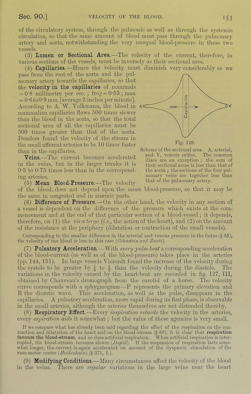 of the circulatory system, through tlic ]m]monic as well as through the systemic circulation, so that the same amount of hlood must pass through the jmlmonary artery and aorta, notwithstanding the very unequal blood-pressure in these two vessels. (3) Lumen or Sectional Area.—The velocitj'^ of the current, therefore, in various sections of the Amssels, must be inversely as their sectional area. (4) Capillaries.—Hence the velocity must diminish very considerably as Ave pass from the root of the aorta and the pul- monary artery towards the capillaries, so that the velocity in the capillaries of mammals = 0'8 millimetre per sec. ; frog = 0'53; man = 0'6to0'9 mm. [average 2 inches per minute]. According to A. W. Volkmann, the blood in mammalian capillaries floAA^s 500 times sloAver than the blood in the aorta, so that the total sectional area of all the capillaries must be 500 times greater than that of the aorta. Donders found the A^elocity of the stream in the small afferent arteries to be 10 times faster than in the capillaries. Veins.—The current becomes accelerated in the Amins, but in the larger trunks it is Fig. 129. Scheme of the sectional area. A, arterial, and V, venous orifice. The common iliacs are an exception ; the sum of their sectional areas is less than tliat of the aorta ; the sections of the four pul- monary veins are together less than that of the pulmonary artery. blood-pressure, so that it may be 0'5 to 0 75 times less than in the correspond- ing arteries. (5) Mean Blood-Pressure.—The velocity of the blood, does not depend upon the mean the same in congested and in anaemic parts. (6) Difference of Pressure.—On the other hand, the Amlocity in any section of a vessel is dependent on the difference of the pressure Avhich exists at the com- mencement and at the end of that particular section of a blood-Amssel; it depends, therefore, on (1) the vis a tergo (f.e., the action of the heart), and (2) on the amount of the resistance at the periphery (dilatation or contraction of the small vessels). CoiTcsponding to the smaller difference in the arterial and venous pressure iu the foetus (§ 85), the velocity of the blood is less in this case {Cohnstcin and Ziinlz). (7) Pulsatory Acceleration.—With euery a corresponding acceleration of the blood-current (as AveU as of the blood-pressure) takes place in the arteries (pp. 144, 151). In large vessels Vierordt found the increase of the velocity during the systole to be greater by to \ than the Amlocity during the diastole. The variations in the velocity caused by the heart-beat are recorded in fig. 127, III, oljtained Ijy Chauveau’s dromograph from the carotid of a horse. The velocity curve corresponds Avith a spliygmogram—P represents the priinary eleA^ation and K the dicrotic Avave. This acceleration, as Avell as the pulse, disappears in the cajiillaries. A pulsatory acceleration, more rapid during its first phase, is observable in the small arteries, although the arteries themselves are not distended thereby. (8) Respiratory Effect.—Every inspiration retards the velocity in the arteries, every expAration aids it someAvhat; but the value of these agencies is very small. If we compare what lias already been said regarding the efl'ect of the respiration ou the eou- tractiou and dilatation of the heart and ou the blood-stream (§ 60), it is clear that respiration favours the blood-stream, and so does artificial respiration. When artificial respiration is inter- rupted, the blood-stream becomes slower {Dogicl). If the suspension of respiration lasts some- what longer, the current is again aecelerated on account of the dyspuocic stimulation of the va.so-motor centre {llcidenhain) (§ 371, I.). (9) Modifying Conditions.—Many circum.stanco.s affect the velocity of the blood in the A'eims. There are regidar variatioms in the large vcin-s near the heart
