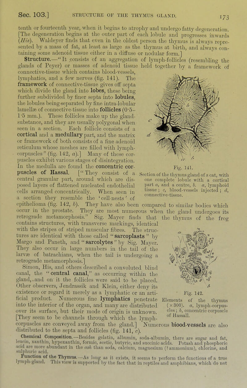 173 teiitli or fourtoeutli year, when it l)Cgius to atrophy and undergo fatty degeneration. [The degeneration begins at tlie outer part of each lobule and progresses inwards (//<*’). Waldeyer hnds that even in the oldest j)erson the thymus is always repre- sented by a mass of fat, at least as largo as tlie thymus at birth, and always con- taining some adenoid tissue either in a diffuse or nodular form.] Structure.—“It consists of an aggregation of lymph-follicles (resembling the glands of Peyer) or masses of adenoid tissue held together by a frameworlc of connective-tissue which contains blood-vessels, lymphatics, and a few nerves (fig. 141). The framework of connective-tissue gives off septa which divide the gland into lobes, these being further subdivided by finer septa into lobules, the lobules being separated by fine intra-lobular lamellte of connective-tissue into follicles (0‘5- 1'5 mm.). These follicles make up the gland- substance, and they are usually polygonal when seen in a section. Each follicle consists of a cortical and a medullary part, and the matrix or framework of both consists of a fine adenoid reticulum Avhose meshes are filled with lymph- corpuscles” (fig. 142, rt).] Many of these cor- puscles exhibit various stages of disintegration. In the medulla are found the concentric cor- puscles of Hassal. [“They consist of a central gTanular part, around Avhich are dis- jiosed layers of flattened nucleated endothelial cells arranged concentrically. When seen in a section they resemble the ‘ cell-nests ’ of (“pithelioma (fig. 142, b). They have also been occur in the prostate. They are most Fig. 141. Section of the thymns gland of a cat, with one complete lobule with a cortical part a, and a centre, b. a, lymphoid tissue; c, blood-vessels injected; d, connective-tissue. coni]3ared to similar bodies which numerous Avhen the gland undergoes its frog IS undergoing retrograde metamorphosis.” Sig. Mayer finds that the thymus of the contains structures, Avith transverse markings, identical with the stripes of striped muscular fibres. The struc- tures are identical Avith those called “ sarcoplasts ” by Margo and Paneth, and “ sarcolytes ” by fSig. Mayer. They also occur in large numbers in the tail of the larvre of batrachians, Avhen the tail retrograde metamorphosis.] Simon, His, and others described a convoluted blind canal, the “central canal,” as occurring Avithin the gland, and on it the follicles Avere said to be placed. ()ther observers, Jendrassik and Klein, either dejiy its existence or regard it merely as a lymphatic or an arti- ficial product. Kui7ierous fine lymphatics penetrate into the interior of the organ, and many are distributed over its surface, but their mode of origin is unknoAvn. [Tliey seem to bo channels through Avhich the lympli- corpuscles are convoyed aAA'ay from the gland.] Numerous biood-vessels are also distributed to the septa and follicles (fig. 141, c). Chemical Composition.—Besides gelatin, albumin, soda-albumin, there are sugar and fat, leucin, xanthin, hypoxantliin, formic, acetic, butyric, and succinic acids. Potash and phosphoric acid are more abundant in the ash than soda, calcium, magnesium (? ammonium), chlorine, and suljihuric acid. Function of the Thymris.—As long as it exists, it seems to jierform the functions of a true lymph-gland. This view is supported by tlie fact that in reptiles and amphibians, which do not Fig. 142. Elements of the thymus ( X 300). a, lym2)h-cor2)us- cles ; b, concentric corpuscle of H assail.