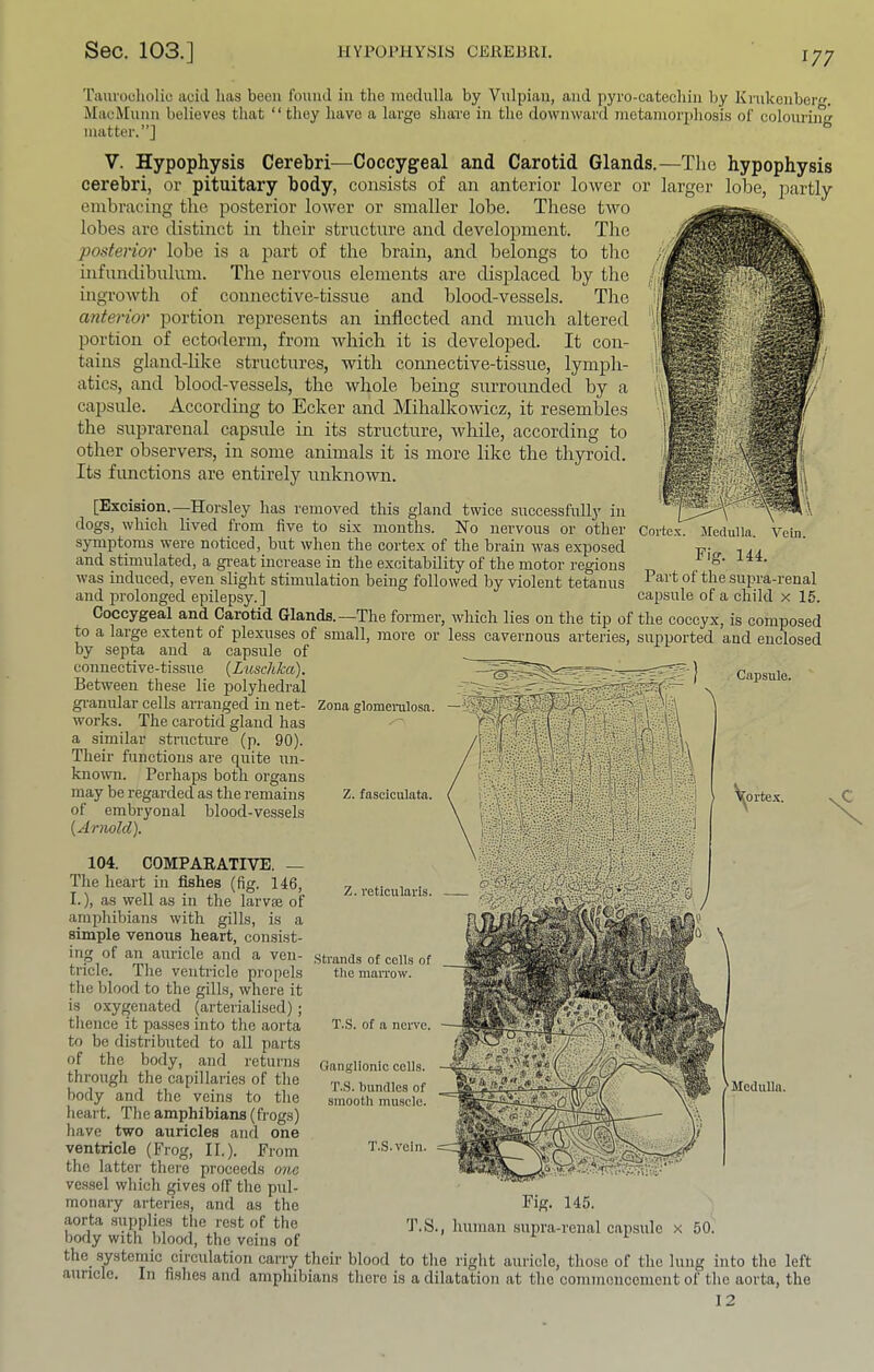 'riuu'ooholio acid has been found in the medulla by Vulpiau, and pyro-catechin by Krnkenber. MacMnnn believes that “ they have a large share in the downward metamorphosis of colouring matter.”] V. Hypophysis Cerebri^—Coccygeal and Carotid Glands.—The hypophysis cerebri, or pituitary body, consists of an anterior lower or larger lobe, partly embracing the posterior lower or smaller lobe. Tliese two lobes are distinct in their structure and development. The posteno)' lobe is a ]iart of the brain, and belongs to tlie infundibulum. The nervous elements are displaced by the ingrowth of connective-tissue and blood-vessels. The anterior portion represents an inflected and mucli altered portion of ectoderm, from which it is developed. It con- tains gland-like structures, witli connective-tissue, lymph- atics, and blood-vessels, the whole being surrounded by a capsule. According to Ecker and Mihalkowicz, it resembles the suprarenal capsule in its structure, while, according to other observers, in some animals it is more like the thyroid. Its functions are entirely unknown. [Excision.—Horsley has removed this gland twice successfullj’ in dogs, which lived from five to six months. No nervous or other symptoms were noticed, but when the cortex of the brain was exposed and stimulated, a gi-eat increase in the excitability of the motor regions was induced, even slight stimulation being followed by violent tetanus and prolonged epilepsy. ] Coccygeal and Carotid Glands.—The former, which lies on the tip of to a large extent of plexuses of small, more or less cavernous arteries, by septa and a capsule of connective-tissue {Luschka). Between tliese lie polyhedral gi'anular cells arranged in net- works. The carotid gland has a similar structure (p. 90). Their functions are quite un- known. Perhaps both organs may be regarded as the remains of embryonal blood-vessels {Arnold), Cortex. Jledulla. Vein. Fig. 144. Part of the supra-renal capsule of a child x 15. the coccyx, is composed supported and enclosed Zona glomenilosa. Z. fasciculata. Z. reticularis. .Strands of cells of the marrow. T.S. of a nerve. Ganglionic cells. T.S. Inmdles of smooth muscle. T.S.vein. ortex. 104. COMPARATIVE. — The heart in fishes (fig. 146, I.), as well as in the larvte of amphibians with gills, is a simple venous heart, consist- ing of an auricle and a ven- tricle. The ventricle propels the blood to the gills, where it is oxygenated (arterialised); thence it passes into the aorta to be distributed to all parts of the body, and retui’iis through the capillaries of the body and the veins to the heart. The amphibians (frogs) have two auricles and one ventricle (Frog, II.). From the latter there proceeds ona vessel which gives off the pul- monary arteries, and as the aorta supplies the rest of the body with blood, the veins of the systemic circulation carry their blood to the right auricle, those of the lung into the left Fig. 145. T.S., human supra-renal capsule x 50. — j, uiuuu i/u me rigiiu auncie, uiose oi rue lung into cue leii auricle. In fi.shes and amphibians there is a dilatation at the commencement of the aorta, the I2