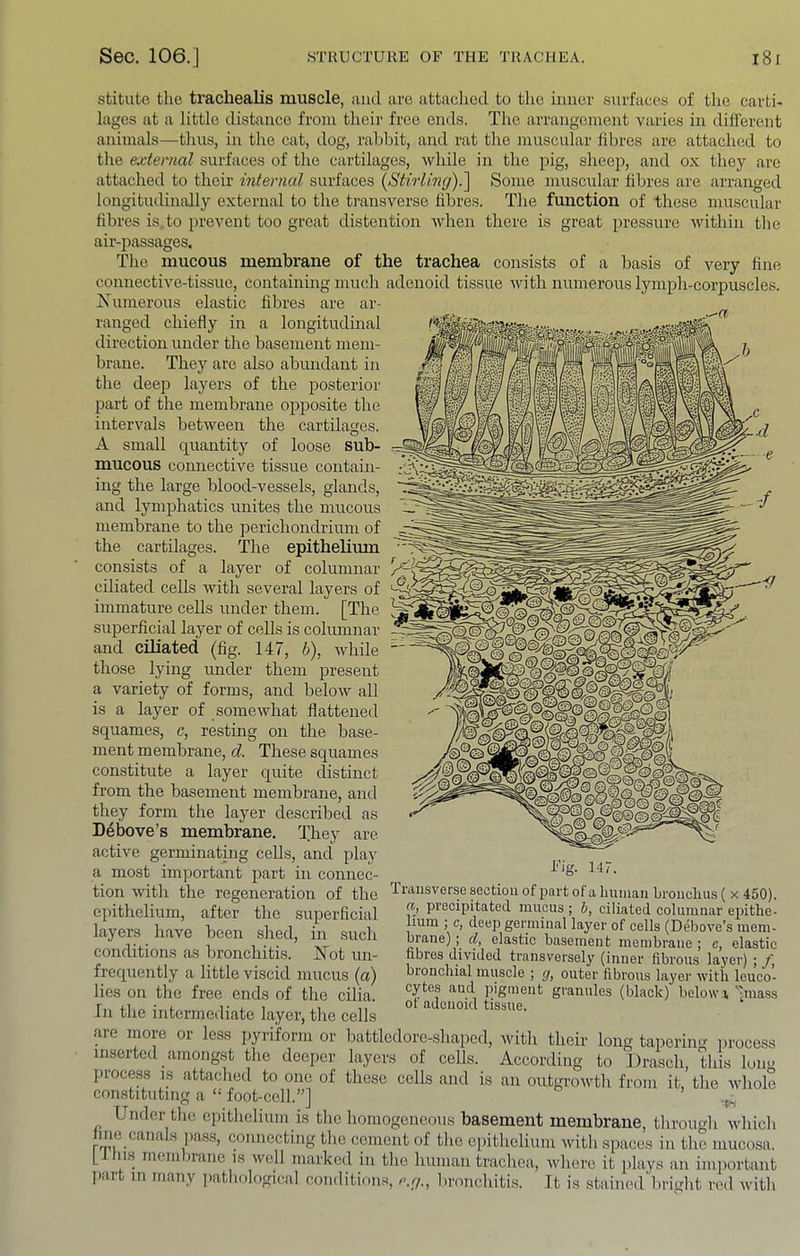 stitute the trachealis muscle, and are attached to the inner surfaces of tlie carti- lages at a little distance from their free ends. The arrangement varies in different animals—thus, in the cat, dog, rahhit, and rat the muscular libres are attached to the external surfaces of the cartilages, while in the pig, sheep, and ox they are attached to their internal surfaces {Stirling).'\ Some muscular fibres are arranged longitudinally external to the transverse libres. The function of these muscular fibres is to irrevent too great distention when there is great pressure within the air-passages. The mucous membrane of the trachea consists of a basis of very fine connective-tissue, containing much adenoid tissue with numerous lymj)h-corpuscles. Xumerous elastic fibres are ar- ranged chiefly in a longitudinal direction under the basement mem- brane. They are also abundant in the deep layers of the posterior part of the membrane opposite the intervals between the cartilages. A small quantity of loose sub- mucous connective tissue contain- ing the large blood-vessels, glands, and lymphatics unites the mucous membrane to the perichondrium of the cartilages. The epithelium consists of a layer of columnar ciliated cells with several layers of immature cells under them. [The siqrerficial layer of cells is columnar and ciliated (fig. 147, h), while those lying imder them present a variety of forms, and below all is a layer of somewhat flattened squames, c, resting on the base- ment membrane, d. These squames constitute a layer quite distinct from the basement membrane, and they form the layer described as Debove’s membrane. They are active germinating cells, and play a most important part in connec- tion with the regeneration of the epithelium, after the superficial layers have been shed, in such conditions as bronchitis. Not un- frequently a little viscid mucus (a) lies on the free ends of the cilia. rraiisverse section of part of a human bronchus ( x 450). «, precipitated mueus ; h, ciliated columnar epithe- 1mm ; c, deep germinal layer of cells (Debove’s mem- brane); elastic basement membrane ; c, elastic fibres divided transversely (inner fibrous layer) ; f, bionchial muscle ; g, outer fibrous layer with leuco- cytes and pigment granules (black) below x >iass In tlie intermediate layer, the cells ° tissue. are more or less pyriform or battledorc-.shaped, with their long taimrim^ i>rocess inserted amongst the deeper layers of cells. According to Drasch, this lom> l)rocess is attached to one of these cells and is an outgrowth from it,’the xvliole constituting a “ foot-cell.”] Under tlie cpitlielium is tlie homogeneous basement membrane, throimh which fine canals pa.ss, connecting tlie cement of the epithelium with spaces in tlie mucosa, [flu.s membrane is well marked in the human trachea, where it plays an important part m many patliological condition,s, e.g., lironchitis. It is stained bright red with