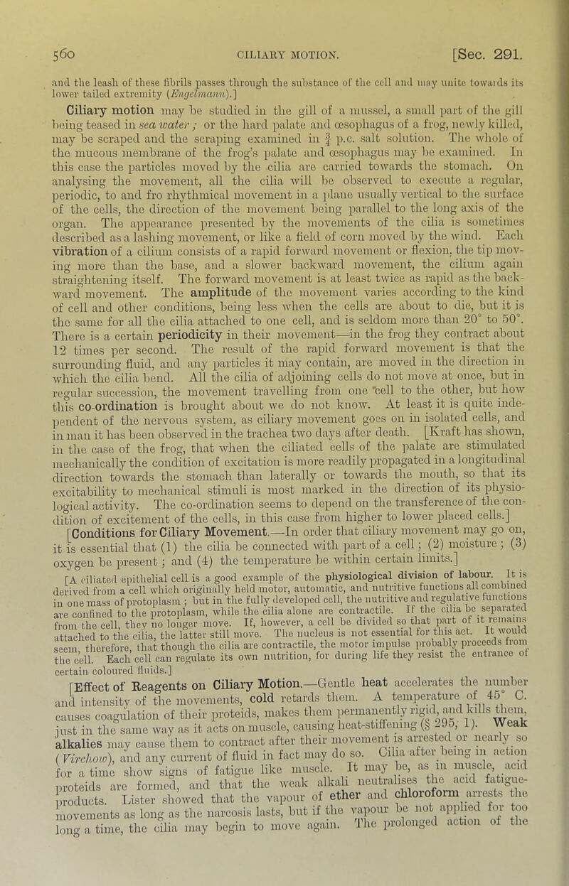 .and the leash of these librils passes through the substance of the cell and may unite towards its lower tailed extremity (Engclviann).] Ciliary motion may be studied in the gill of a mussel, a small part of the gill being teased in sea loatev ; or the hard palate and oesophagus of a frog, newly killed, may be scraped and the scraping examined in | p.c. salt solution. The whole of the mucous membrane of the frog’s palate and oesophagus may be examined. In this case the particles moved by the cilia are carried towards the stomach. On analysing the movement, all the cilia Avill be observed to execute a regular, periodic, to and fro rhythmical movement in a ])lane usually vertical to the surface of the cells, the direction of the movement being parallel to the long axis of the organ. The appearance presented by the movements of the cilia is sometimes described asala.shing movement, or like a field of corn moved by the wind. Each vibration of a cilium consists of a rapid forward movement or flexion, the tip mov- ing more than the base, and a slower backward movement, the cilium again straightening itself. The forward movement is at least t\\dce as rapid as the baclc- ward movement. The amplitude of the movement varies according to the kind of cell and other conditions, being less when the cells are about to die, but it is the same for all the cilia attached to one cell, and is seldom more than 20° to 50°. There is a certain periodicity in their movement—in the frog they contract about 12 times per second. The result of the rapid forward movement is that the surromiding fluid, and any particles it may contain, are moved in the direction in which the cilia bend. All the cilia of adjoining cells do not move at once, but in reo-ular succession, the movement travelling from one 'cell to the other, but how this co-ordination is brought about we do not know. At least it is quite inde- pendent of the nervous system, as ciliary movement goes on in isolated cells, and in man it has been observed in the trachea two days after death. [Kraft has shown, in the case of the frog, that when the ciliated cells of the palate are stimuKted mechanically the condition of excitation is more readily propagated in a longitudinal direction towards the stomach than laterally or towards the mouth, so that its excitability to mechanical stimuli is most marked in the direction of its physio- logical activity. The co-ordination seems to depend on the transference of the con- dition of excitement of the cells, in this case from higher to lower placed cells.] [Conditions for Ciliary Movement.—In order that ciliary movement may go on, it is essential that (1) the cilia be comiected with part of a cell; (2) moisture ; (3) oxygen be present; and (4) the temperature be within certain limits.] lA ciliated epithelial cell is a good e.vample of the physiological division of labour. It is derived from a cell which originally held motor, automatic, and nutritive functions all combnied in one mass of protoplasm ; but in the fully developed cell, the nutritive and regulative funcLons are confined to the protoplasm, while the cilia alone are contractile. If the cilia bo sepalated fmni the cell they no longer move. If, however, a cell be divided so that part of it remain.s attached to the cilia, the latter still move. The nucleus is not essential lor this act. It would seem therefore, that though the cilia are contractile, the motor impulse probably proceeds from the cell. Each cell can regulate its own nutrition, for during life they resist the entraiiee ot certain coloured fluids.] rRffprt, of Keaffents on Ciliary Motion.—Gentle heat accelerates the number and intensity of the movements, cold retards them. A temperature of 45° C. causes coagulation of their proteids, makes them f7^]}™tly rigid, ^ just in the same way as it acts on muscle, causing heat-stiffemng (b ^ > )• alkalies may cause'them to contract after their movement is arrested or nearly so ( Virrhoio), and any current of fluid in fact may do so. Gilia after being 111 action for a time show signs of fatigue like muscle. It imy be, as 111 muscle, acid proteids are formed, and that the weak alkali neutralises the acid fatigue- products. Lister showed that the vapour of ether and chloroform ainests the movements as long as the narcosis lasts, but if the vapour be not appbed for too a time, the dlia may begin to move again. The prolonged action of the