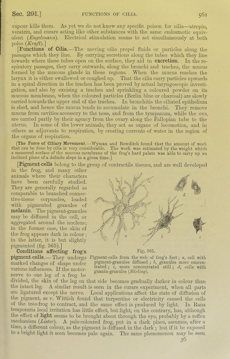 vapour kills tlieui. As yet Ave do not know any specific poison for cilia—atropin, veratrin, and curare acting like other substances Avith the same endosmotic equiv- alent {Engelmann). Electrical stimulation seems to act simultaneously at both poles {Kraft).~\ [Functions of Cilia.—The moving cilia jiropel fluids or particles along the passages AA-hich they line. By carrying secretions along the tubes Avhich they line toAvards Avhere these tubes open on the surface, they aid in excretion. In the re- spiratory passages, they carry outAvards, along the bronchi and trachea, the mucus formed by the mucous glands in these regions. When the mucus reaches the larynx it is either SAvalloAved or coughed up. That the cilia carry particles upAvards in a spiral direction in the trachea has been proved by actual laryngoscopic investi- gation, and also by excising a trachea and sprinkling a coloured poAvder on its mucous membrane, Avhen the coloured particles (Berlin blue or charcoal) are sloAvly carried toAvards the upper end of the trachea. In bronchitis the ciliated epithelium is shed, and hence the mucus tends to accumulate in the bronchi. They remove mucus from cavities accessory to the nose, and from the tympanum, Avhile the ova, are carried partly by their agency from the ovary along the Fallopian tube to the uterus. In some of the loAver animals, they act as organs of locomotion, and in others as adjuvants to respiration, by creating currents of Avater in the region of the organs of respiration. Wm I'j/ [The Force of Ciliary Movement.—Wyman and BoAvditch found that the amount of avoiIc that can be done by cilia is very considerable. The work was estimated by the weight which a measured surface of the mucous membrane of the frog’s hard palate was able to carry up an inclined plane of a definite slope in a given time.] [Pigment-cells belong to the group of contractile tissues, and are Avell developed m the frog, and many other animals Avhere their characters have been carefully studied. ^ They are generally regarded as 'I \ comparable to branched connec- tive-tissue corpuscles, loaded Avith pigmented granules of melanin. The pigmenhgranules may be diffused in the cell, or aggregated around the nucleus; in the former case, the skin of tlie frog appears dark in colour; in the latter, it is but slightly pigmented (fig. 365).] Conditions affectmg frog’s pigment-cells.— They undergo marked changes of shape under various influences. If the motor- nerve to one leg of a frog be divided, the skin of the leg on tliat side becomes gradually darker in colour than the intact leg. A similar result is seen in the curare experiment, Avhen all parts are ligatured except the nerve. Local applications affect the state of diffusion of the pigment, as v. Wittich found that turpentine or electricity caused the cells of the tree-frog to contract, and tlie same effect is produced by light. In Rana temporaria local irritation has little effect, but light, on the contrary, has, although the effect of light seems to be brought about through the eye, probably by a reflex mechanism (^Lister). A pale-coloured frog, put in a dark place, assumes, after a time, a different colour, as tlie pigment is diffused in the dark ; but if it be exposed to a bright light it soon becomes pale again. The same phenomenon may bo seen, 36 Pigment-cells from the web of frog’s foot; a, cell with pigment-granules diffused ; 5, granules more concen- trated ; c, more concentrated still ; d, cells with guanin-granules {Stirling).