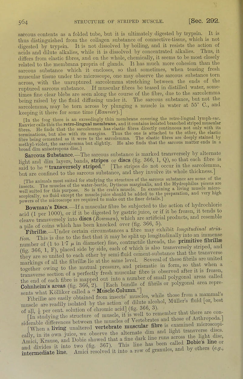 sarcous contents as a folded tube, but it is ultimately digested by trypsin. It is thus distinguished from the collagen substance of connective-tissue, which is not digested by trypsin. It is not dissolved by boiling, and it resists the action of acids and dilute alkalies, while it is dissolved by concentrated alkalies. Thus, it differs from elastic fibres, and on the whole, chemically, it seems to be most closely related to the membrana propria of glands. It has much more cohesion^ than the sarcous substance which it encloses, so that sometimes, when teasing fresh muscular tissue under the microscope, one may observe the sarcous substance torn across, with the unruptured sarcolemma stretching between the ends of the ruptured sarcous substance. If muscular fibres be teased in distilled Avater, some- times fine clear blebs are seen along the course of the fibre, due to the sarcolemma being raised by the fluid diffusmg under it. The sarcous substance, but not the sarcolemma, may be torn across by plunging a muscle in Avater at 55° C., and keeping it there for some time [Ranvier).'] [lu the fiog there is an exceedingly thin membrane covering the retro-lingual lymph-fac. Ranvier calls this the retro-lingual membrane, and it contains isolated branched striped miiseular fibres. He finds that the sarcolemma has elastic fibres directly continuous not only with its terminations, but also Avith its margins. Thus the one is attached to the other, the elastic fibre beino- cemented as it were to the sarcolemma. The elastic fibres are deeply stained by methyl-violet, the sarcolemma but slightljA He also finds that the sarcous matter ends in a broad dim anisotropous disc.] Sarcous Substance.—The sarcous substance is marked transversely by alternate lio-ht and dim layers, bands, stripes or discs (fig. 366, 1, Q), so that each fibre is smd to be “transversely striped.” [The stripes do not occur in the sarcolemma, but are confined to the sarcous substance, and they involve its Avhole thickness.] IThe animals most suited for studying the structure of the sarcous substance are some ot the insects The muscles of the water-beetle, Dytiscus marginalis, and the Hydrophilus piceiis are well suited for this purpose. So is the crab’s muscle. In examining a living muscle micro- scopically, no fluid except the muscle-juice should be added to the preparation, and very high powers of the microscope are required to make out the finer details.] BoAvman’s Discs.—If a muscular fibre be subjected to the action of hydrochloric acid (1 per 1000), or if it be digested by gastric juice, or if it be frozen, it tends to cleave transversely into discs {Bowman), Avhich are artificial products, and resemble a pile of coins Avhich has been knocked over (fig. 366, 5). Fibrillse Under certain circumstances a fibre may exhibit longitudtnai stria- Hon. This is due to the fact that it may be split up longitudinally into an imme^e number of (1 to 1'7 /x in diameter) fine, contractile threads, the priimtive fibr se fficr 366 1 F) placed side by side, each of Avhich is also transversely striped, am they are’so’united to each other by semi-fluid cenient-substance that the transverse maUciims of all the fibrillse lie at the same level. Several of these fibrds are united to^rethe? owing to the mutual pressure, and prismatic in form, so that Avhen a tramvSse section of a perfectly fresh muscular fibre is observed after it is frozen the end of each fibre is mapped out into a nimiber of small polygonal aieas called Cohnlieiin’s areas (fig. 366, 2). [Each bmidle of fibrils or polygonal area repie- Mated by the action of ditatoale*^ Mullert flmd [or, best of all per cent, solution of chromic acidj (hg. rfpo, oj. rin sVldying the stroetuee of moselo, it is svell to f