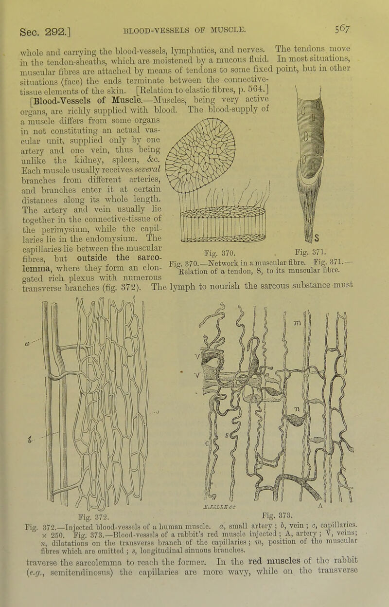 whole and carrying the blood-vessels, Ijmipliatics, and nerves. The tendons move in the tendon-sheaths, which are moistened by a mucons fluid. In most situations, muscular fibres are attached by moans of tendons to some fixed point, hut in other situations (face) the ends terminate between the connective- tissue elements of the skin. [Relation to elastic fibres, ]x 564.] [Blood-Vessels of Muscle.—Muscles, being very active organs, are richly supplied with blood. The blood-supply of a muscle diflers from some organs in not constituting an actual vas- cular unit, supplied only by one artery and one vein, thus being unlike the kidney, spleen, &c. Each muscle usually receives several branches from different arteries, and branches enter it at certain distances along its Avhole length. The artery and vein usually lie together in the coimective-tissue of the perimysmm, while the capil- laries lie in the endomysium. The capillaries lie betAveen the muscular fibres, but outside the sarco- lemma, where they form an elon- gated rich iDlexus with Fig. 371. Fig. 370. —NetAVork in a muscular fibre. Fig. 371.— Kelation of a tendon, S, to its muscular fibre. -evuv..., plexus with numerous transA'^erse branches (fig. 372). The lymph to nourish the sarcous substance must Fig. £.SALLE^C 372.—Injected blood-vessels of a Imniau muscle, a, small artery ; h, vein ; c, capillaries. X 2.50. Fig. 373.—Blood-vessels of a rabbit’s red inusclo injected; A, artery; V, veins; n, dilatations on the transverse braneh of the capillaries ; m, position of the muscular fibres Avbich arc omitted ; s, longitudinal sinuous branches. traverse the sarcolcmma to reach the fonner. In the red muscles of the rabbit (c.f/., semitendinosus) the capillaries are more Avavy, Avhile on the tran.sverse