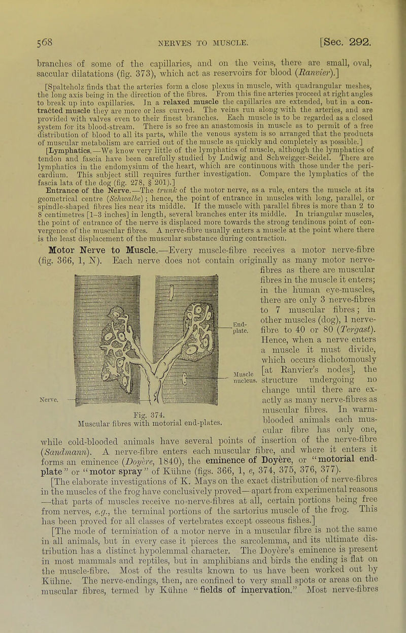 branches of some of the capillaries, and on the veiirs, there are small, oval, saccular dilatations (fig. 373), which act as reservoirs for blood {Ranvier).'] [Spaltcholz finds that the arteries form a close plexus in muscle, with quadrangular meshes, the long axis being in the direction of the fibres. From this fine arteries jnoceed at right angles to break ujr into capillaries. In a relaxed muscle the capillaries are extended, but in a con- tracted muscle they are more or less curved. The veins run along with the arteries, and are provided with valves even to their finest branches. Eaeh muscle is to be regarded as a closed system for its blood-stream. There is so free an anastomosis in muscle as to permit of a free distribution of blood to all its parts, while the venous system is so arranged that the products of muscular metabolism are carried out of the muscle as quickly and completely as possible.] [Lymphatics.—We know very little of the lymphatics of muscle, although the lymphatics of tendon and fascia have been carefully studied by Ludwig and Schweigger-Seidel. There are lymphatics in the endomysium of the heart, which are continuous with those under the peri- cardium. This subject still requires further investigation. Compare the lymphatics of the fascia lata of the dog (fig. 278, § 201).] Entrance of the Nerve.—The trunk of the motor nerve, as a rule, enters the muscle at its geometrical centre {Schwalbe); hence, the point of entrance in muscles with long, parallel, or spindle-shaped fibres lies near its middle. If the muscle with parallel fibres is more than 2 to 8 centimetres [1-3 inches] in length, several branches enter its middle. In triangular muscles, the point of entrance of the nerve is displaced more towards the strong tendinous point of con- vergence of the muscular fibres. A nerve-fibre usually enters a muscle at the point where there is the least displacement of the muscular substance during contraction. Motor Nerve (fig. 366, 1, N). Nerve. to Muscle.—Every muscle-fibre receives a motor nerve-fibre Each nerve does not contain originally as many motor nerve- fibres as there are muscular fibres in the muscle it enters; in the human eye-muscles, there are oulj'^ 3 nerve-fibres to 7 muscular fibres; hi other muscles (dog), 1 nerve- fibre to 40 or 80 {Tergast). Hence, when a nerve enters a muscle it must divide, which occurs dichotomously [at Eanvier’s nodes], the structure undergoing no change until there are ex- actly as many nerve-fihres as muscular fibres. In warm- blooded animals each mus- cular fibre lias only one, insertion of the nerve-fibre it Muscle nucleus. Fig. 374. Muscular fibres with motorial end-plates. while cold-blooded animals have several points of {Sandmann). A nerve-fibre enters each muscular filirc, and ivliere it enters forms an eminence (^Doyhve^ 1840), the eminence of Doyere, or “motorial end- plate” or “motor spray” of Killine (figs. 366, 1, e, 374, 375, 376, 377). [The elaborate investigations of K. Mays on the exact distribution of nerve-fibres ill the muscles of the frog have conclusively proved—apart from experimental reasons —that parts of muscles receive no nerve-fibres at all, certain portions being free from nerves, e.r/., the terminal portions of the sartorius muscle of the frog. This has been proved for all classes of vertebrates except osseous fishes.] [The mode of termiiiatioii of a motor nerve in a muscular fibre is not the same in all animals, but in every case it pierces the sarcolemma, and its ultimate dis- tribution has a distinct hypolemmal character. The Doyiire’s eminence is present in most mammals and reptiles, but in amphibians and birds the ending is fiat on the muscle-fibre. Most of the results known to us have been ivorked out by Killine. The nerve-endings, then, are confined to very small spots or areas on the muscular fibres, termed by Kiihne “fields of innervation.” IMost nerve-fibres