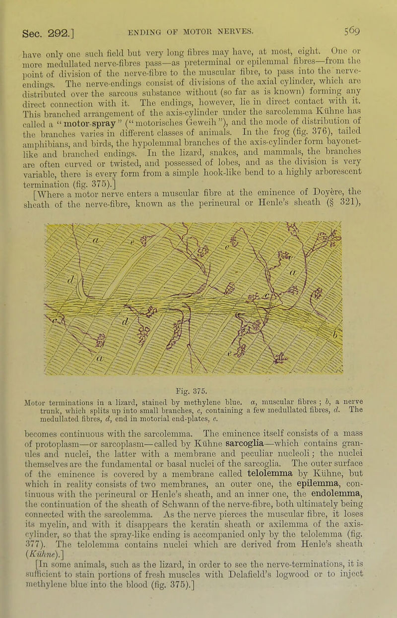 liave only one .such held but very long fibres may have, at most, eight. One or more uiedullated uerve-hbres pass—as in'ctermiual or epileuimal liln-es—from the point of division of the nerve-hbre to the muscular hbre, to pass into the nerve- endings. The nerve-endings consist of divisions of the axial cylinder, which are distributed over the sarcous substance without (so far as is known) forming any direct connection with it. The endings, however, lie in direct contact Avith it. This branched arrangement of the axis-cylinder under the sarcolemma Kuhne has called a “ motor-spray ” (“motorisches Geweih”), and the mode of distrilmtion of tlie branches varies in diflerent classes of animals. In the frog (fig. 376), tailed amphibians, and birds, the hypolemmal branches of the axis-cylinder form bayonet- like and branched endings. In the lizard, snakes, and mammals, the branches are often curved or twisted, and possessed of lobes, and as the division is very variable, there is every form from a simple hook-like bend to a highly arborescent termination (fig. 375).] [^^^rere a motor nerve enters a muscular fibre at the eminence of Doyere, the sheath of the nerve-fibre, known as the perineural or Henle’s sheath (§ 321), Fig. 375. Motor terminations in a lizard, stained by methylene blue, a, muscular fibres ; h, a nerve trunk, which splits up into small branches, c, containing a few medirllated fibres, cl. The medullated fibres, d, end in motorial end-plates, c. becomes continuous Avith the sarcolemma. The eminence itself consists of a mass of protoplasm—or sarcoplasm—called by Kiihne sarcoglia—Avhich contains gran- ules and nuclei, the latter Avith a membrane and peculiar nucleoli; the nuclei themselves are the fundamental or basal nuclei of the sarcoglia. The outer surface of the eminence is covered by a membrane called telolemma by Kiihne, but which in reality consists of tAvo membranes, an outer one, the epilemma, con- tinuous Avith the perineural or Henle’s sheath, and an inner one, the endolemma, the continuation of the sheath of ScliAvann of the nerve-fibre, both ultimately being connected Avith the sarcolemma. As the nerve pierces the muscular fibre, it loses its myelin, and Avith it disappears the keratin sheath or axilemma of the axis- cylinder, so that the spray-like ending is accompanied only by the telolemma (fig. 377). The telolemma contains nuclei Avhich are derived from Henle’s sheath (Aw/me).] [In some animals, such as the lizard, in order to see the nerve-terminations, it is sulficicnt to stain portions of fresh lUAiscles Avith Delafield’s logAA'Ood or to inject metliylene blue into the blood (fig. 375).]