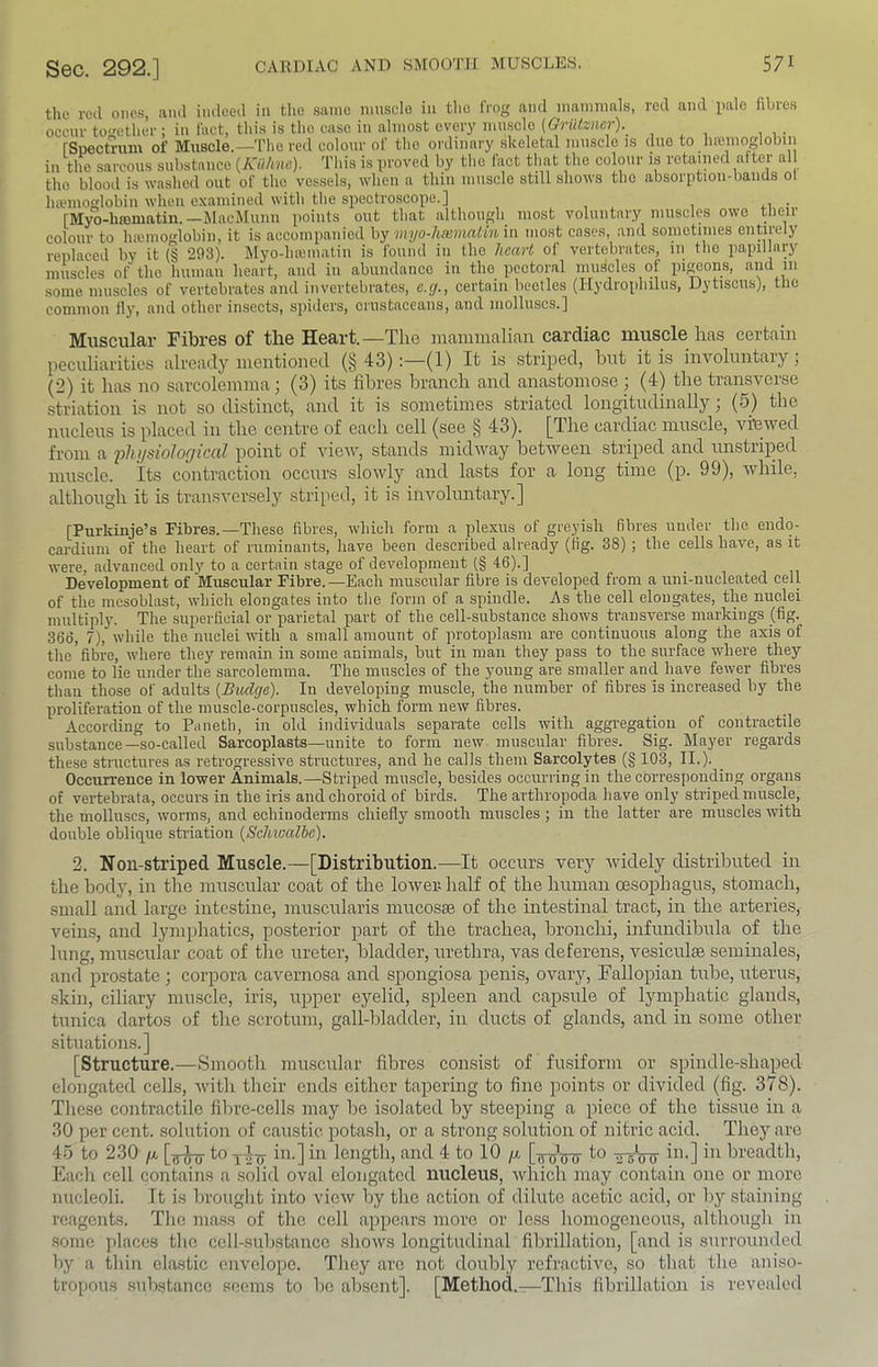 the red ono.s and indeed in the .same innselo in the IVog and inaivmmls, red and pale fibres occur to-'cther; in fact, this is the case in almost every nm.scle {GriUzner\ fSpectriim of Muscle.—Tlio red colour of tho ordinary skeletal muscle is due to hiemoglobin in the sarcous substance {luihHe). This is proved by tho fact that the colour is retained after al tho blood is washed out of the vessels, when a thin ninsclo still shows tho absorption-bands ol hajmoglobin when examined with the spectroscope.] [Myo-hromatin.—MacMunu points out that although most voluntary muscles owe tlieir colour to hamioglobin, it is accompanied hy myo-hiemalin in most cases, and sometimes entirely reiilaced by it (§ 293). Myo-hiematin is found in the heart of vertebrates, 111 the papillary muscles of the human heart, and in abundance in tho pectoral muscles of pi^ons, some muscles of vertebrates and invertebrates, e.cj., certain beetles (Hydrophilus, Dytiscus), tlie common lly, and other insects, spiders, crustaceans, and molluscs.] Muscular Fibres of the Heart.—Tlie mammalian cardiac muscle has certain peculiarities already mentioned (§ 43):—(1) It is striped, but it is involuntary, (2) it has no sarcolemma; (3) its fibres branch and anastomose ; (4) the transverse striatiou is not so distinct, and it is sometimes striated longitudinally; (6) the nucleus is placed iii the centre of each cell (see § 43). [The cardiac muscle, viewed from a 'phnsiolorjical point of view, stands midAvay between striped and unstriped muscle, its contraction occurs slowly and lasts for a long time (p. 99), while, although it is transversely striped, it is involuntary.] [Purkinje’s Fibres.—Tliese fibres, which form a plexus of greyish fibres under the eudo- cardiiim of the heart of ruminants, have been described already (fig. 38) ; the cells have, as it were, advanced only to a certain stage of development (§ 46).] Development of Muscular Fibre.—Each muscular fibre is developed from a uni-nucleated cell of the mcsoblast, which elongates into the form of a spindle. As the cell elongates, the nuclei multiply. The superficial or parietal part of the cell-substance shows transverse markings (fig. 366, 7), while the nuclei with a small amount of protoplasm are continuous along the axis of the fibre, where they remain in some animals, but in man they pass to the surface where they come to lie under the sarcolemma. The muscles of the young are smaller and have fewer fibres than those of adults {Budge). In developing muscle, the number of fibres is increased by the proliferation of the muscle-corpuscles, which form new fibres. According to Paneth, in old individuals separate cells with aggr-egation of contractile substance—so-called Sarcoplasts—unite to form new muscular fibres. Sig. Mayer regards these structures as retrogressive structures, and he calls them Sarcolytes (§ 103, II.). Occurrence in lower Animals.—Striped mmscle, besides occurring in the corresponding organs of vertebrata, occurs in the iris and choroid of birds. The arthropoda have only striped muscle, the molluscs, worms, and echinoderms chiefly smooth muscles ; in the latter are muscles with double oblique striation {ScJmalbe). 2. Noil-striped Muscle.—[Distribution.—It occurs very widely distributed in the body, in the muscular coat of the lower half of the human oesophagus, stomach, small and large intestine, muscularis mucosse of the intestinal tract, in the arteries, veins, and lymphatics, posterior part of the trachea, bronchi, infundihula of the lung, muscular coat of the ureter, bladder, urethra, vas deferens, vesiculse seminales, and prostate ; corpora cavernosa and spongiosa penis, ovary. Fallopian tube, uterus, skin, ciliary muscle, iris, upper eyelid, spleen and capsule of lymphatic glands, tunica dartos of the scrotum, gall-bladder, in ducts of glands, and in some other situations.] [Structure.—Smooth muscular fibres consist of fusiform or spindle-shaped elongated cells, with their ends either tapering to fine points or divided (fig. 378). These contractile fibre-cells may he isolated hy steeping a piece of the tissue in a 30 per cent, solution of caustic potash, or a strong solution of nitric acid. They are 45 to 230 /X [^5-^ to jd-o br length, and 4 to 10 /x to bi-] bi breadth. Each cell contains a solid oval elongated nucleus, which may contain one or more nucleoli. It is brought into vieAV hy tho action of dilute acetic acid, or hy staining reagents. Tho mass of tho cell appears more or less homogeneous, although in some ]ilaces tho cell-sulistanco shows longitudinal fibrillation, [and is surrounded hy a thin elastic envelope. They are not doubly refractive, so that the aniso- tropous siihstanco seems to ho absent]. [Method.—This fibrillatioji is revealed
