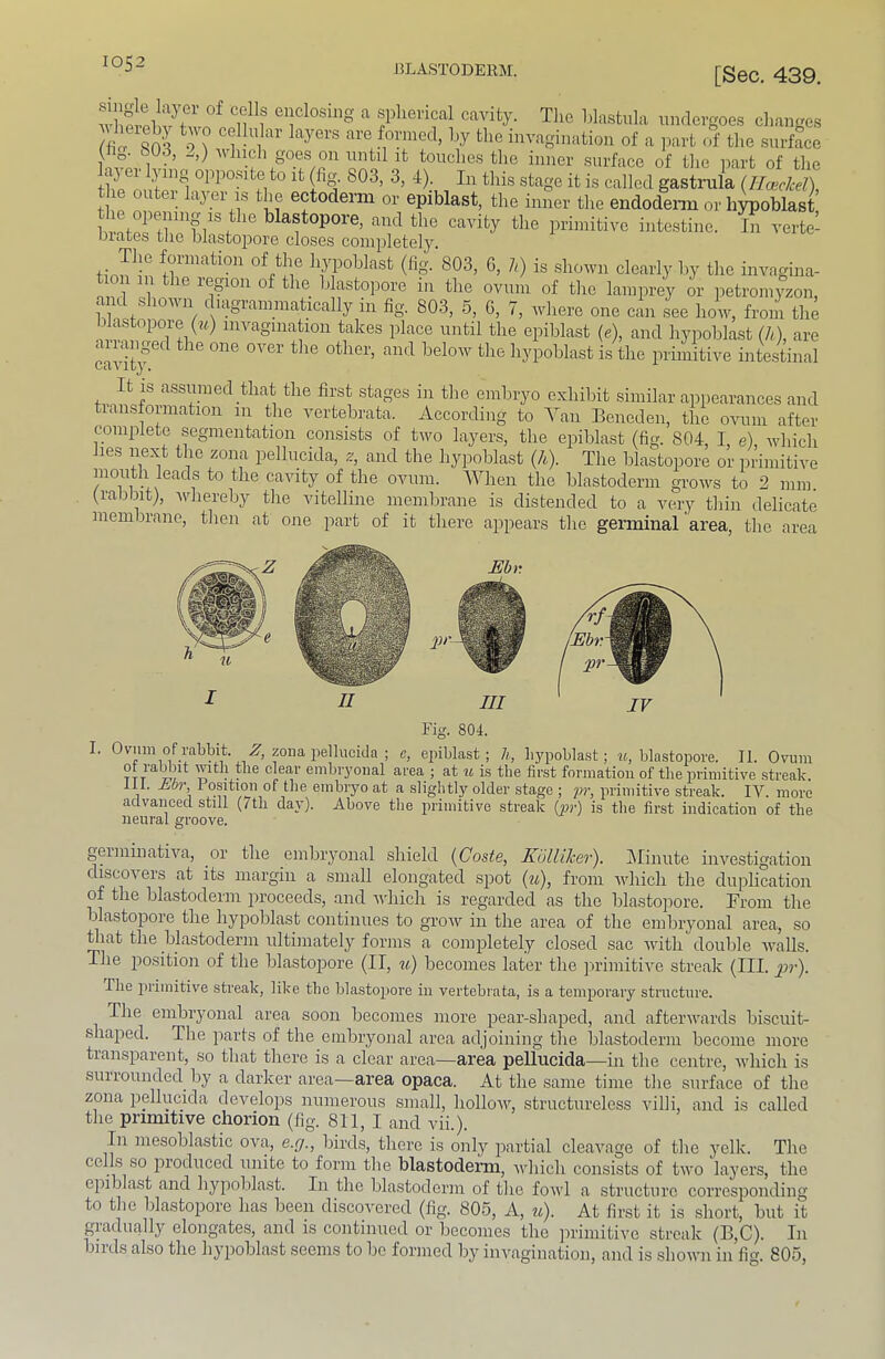 [Sec. 439. AvlSllv ^ if ^ 'pliei'ical cavity. Tlic blastula undergoes cl.anges Jif Sn'5 f-finvagination of a part of the .surfL 1 -.vn 1 winch goes on until it touches the inner surface of the part of the till ofterInfa f ^ it is called gastrula (HcBckel), ,1 . ^ ectodeim or epiblast, the inner the endodenn or hypoblast intf'iiffVf and the cavity the primitive intestine. ll verte- biatcs tlic blcistoj^ore closes completely, Hnf In l^pohlast (fig.'sos, 6, h) is shoAvii clearly by the invagiiia- region of the blastopore in the oviiiii of the lamprey or petromyzon, and shoAvn d.agrammatically in fig. 80.3, 5, G, 7, udiere one can see how, from the blastopore (71.) invagination takes place until the epiblast (e), and hypoblast (h), are <. langed the one over the other, and below the hypoblast is the primitive intestinal CtiA^i ty. It IS assumed that the first stages in the embryo exhibit similar appearances and transformation in the vertebrata. According to A^an Eencden, the ovum after complete segmentation consists of two layers, the epiblast (fig. 804, I e) which lies next the zona pellucida, 2, and the hypoblast (A). The blastopore or iirimitive mouth leads to the cavity of the ovum. AThen the blastoderm groivs to 2 mm. (rabbit), udiereby the vitelline membrane is distended to a very thin delicate membrane, then at one part of it there appears the germinal area, the area Fig. 804. I. Oviuii of rabbit. zoiia pellucida ; e, epiblast; h, hypoblast; blastopore. II. Ovum ot ralBiit with the clear embryonal area ; at u is the first formation of the primitive streak. 111. Ao?’, rositioii of the embryo at a slightly older stage ; p?’, primitive streak. IV. more advanced still (7th day). Above the primitive streak (pr) is the first indication of the neural groove. geiminativa, or the embryonal shield {Coste, Kullihav'), Alinute investigation discovers at its margin a small elongated spot {u), from Avhich the duplication of the blastoderm proceeds, and Avhich is regarded as the blastopore. From the blastopore the hypoblast continues to grow in the area of the embryonal area, so that the blastoderm ultimately forms a completely closed sac Avith double Avails. The jiosition of the blastopore (II, u) becomes later the primitiA’c streak (III. pr). The jirimitive streak, like the blastopore in vertebrata, is a temporary structure. The embryonal area soon becomes more pear-shaped, and aftenvards biscuit- shaped. The parts of the embryonal area adjoining the blastoderm become more transparent, so that there is a clear area—area pellucida—in the ceirtre, Avhich is surrounded by a darker area—area opaca. At the same time the surface of the zona pellucida develops numerous small, holloAV, structureless villi, and is called the primitive chorion (fig. 811, I and vii.). In mesoblastic ova, e.g., birds, there is only partial cleavage of the yelk. The cells so lu’oduced unite to form the blastodenn, Avhich consists of tAvo layers, the epiblast and hypoblast. In the blastoderm of the foAvl a structure corresponding to the blastopore has been discovered (fig. 80.5, A, u). At first it is .short, but it gradually elongates, and is continued or becomes the ]irimitive streak (B,C). In birds also the hypoblast seems to be formed by invagination, and is .shoAvn in fig. 805,