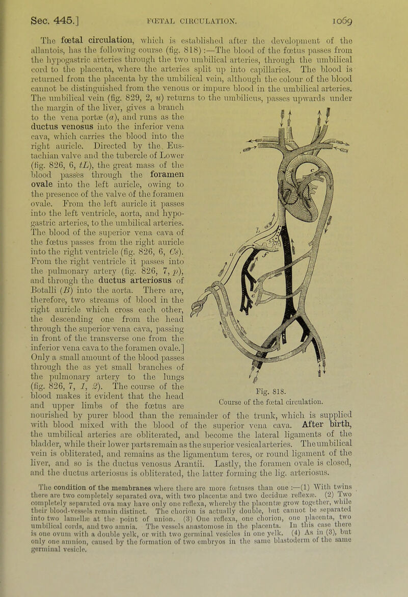 I'he foetal circulation, which is estahlislicd iil'ter the dcvolopincnt of the allantois, has the following course (fig. 818):—The hlood of the foetus i)usses from the hypogastric arteries through the two umbilical arteries, through the umbilical cord to the placenta, Avhere tlie arteries s]dit up into capillaries. The blood is returned from the idacenta by the umbilical vein, although the colour of the blood cannot be distinguished from the venous or impure blood in the umbilical arteries. The umbilical vein (fig. 829, 2, u) returns to the umbilicus, ])asses upwards under the margin of the liver, gives a branch to the vena porhe (u), and runs as the ductus venosus into the inferior vena cava, whicli carries the blood into the right auricle. Directed by the Eus- tachian valve and the tubercle of Lower (fig. 826, 6, tL), the great mass of the blood passes through the foramen ovale into the left auricle, owing to the presence of the valve of the foramen ovale. From the left auricle it passes into the left ventricle, aorta, and hypo- gastric arteries, to the umbilical arteries. The blood of the superior vena cava of the foetus passes from the right auricle into the right ventricle (fig. 826, 6, Cs). From the right ventricle it jDasses into the pulmonary artery (fig. 826, 7, p), and through the ductus arteriosus of Botalli {B) into the aorta. There are, therefore, two streams of blood in the right auricle whicli cross each other, the descending one from the head through the superior vena caim, passing- in front of the transverse one from the inferior vena cava to the foramen ovale.] Only a small amount of the blood passes through the as yet small hranches of the pulmonary artery to the lungs (fig. 826, 7, 1, 2). The course of the blood makes it evident that the head and upper limbs of the foetus are nourished by j^urer blood than the remainder of the trunk, which is supplied with blood mixed -with the blood of the superior vena cava. After birth, the umbilical arteries are obliterated, and become the lateral ligaments of the bladder, while their lower partsremain as the superior ve.sicalarteries. Theumbilical vein is obliterated, and remains as the ligamentum tci’cs, or round ligament of the liver, and so is the ductus venosus Arantii. Lastly, the foramen ovale is closed, and the ductus arteriosus is obliterated, the latter forming the lig. arteriosus. The condition of the membranes where there are more I'ujtuses than one :—(1) With twiu.s there are two completely separated ova, witli two placcntic and two decidme rellexm. (2) 'two completely separated ova may have only one relle.xa, whorebj' the i)hiccnta“ grow together, while their blood-vessels remain distinct. The chorion is actually doable, but cannot be .separated into two lamelhe at the jioint of anion. (3) One rclloxa, one chorion, one jdaconta, two umbilical cords, and two amnia. The vessels anastomose in the placenta. In this case there is one ovam with a double yelk, or with two germinal vesicles in one yelk. (4) As in (3), but only one amnion, caused by the formation of two embryos in the same blastoderm of the same germinal vesicle. Course of the fmtal circulation.