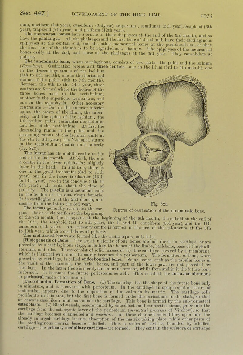 1075 mun, uiicilorm (1st j’eni’), cuneiform (Srclyear), trapezium , somilunar (511i year), scaplioid (6tli year), trapezoid (7tli year), and i)isiform (12th year). The metacarpal bones have a centre in tlicir diapliyses at tlie end of the 3rd montli, and so have file phalanges. All the plialangcsand the lirst hone of the thumb have their cartilaginous ll'p central end, and the other metacarpal bones at the peripheral end, so that the lirst bone ol the thumb is to be regarded as a phalanx. The epiphyses of the metacarpal bones ossify at the 2ml, and those of the idialanges at the 3rd year. They consolidate at puberty. The innominate bone, when cartilaginous, consists of two parts—the pubis and the ischium {LosenOenj). Ossiticatioii begins with three centres—one in the ilium (3rd to 4th month) one in the descending ramus of the ischium ’ (4th to 5th mouth), oue iu the horizontal ramus of the pubis (5th to 7th month). Between the 6th to the 14th year, three centres are formed wdiere the bodies of the three bones meet in the acetabulum, another in the superficies auricularis, and oue in the symphysis. Other accessory centres are One in the anterior inferior spine, the crests of the ilium, the tuber- osity and the spine of the ischium, the tuberculum jiubis, emiuentia ilioiieetinea, and floor of the acetabulum. At first the de.scending ramus of the pubis and the ascending ramus of the ischium unite at the 7th to 8th year ; the Y-shaped suture in the acetabulum remains until puberty (fig. 823). The femur has its middle centre at the end of the 2nd month. At birth, there is a centre iu the lower epiphysis ; slightly later in the head. In addition, there is one iu the gi-eat trochanter (3rd to 11th year), one in the lesser trochanter (13th to 14th year), two in the condyles (4th to 8th year) ; all unite about the time of puberty. The patella is a se.samoid bone in the tendon of the quadriceps femoris. It is cartilaginous at the 2nd month, and ossifies from the 1st to the 3rd year. The tarsus generally resembles the car- pus. The os culcis ossifies at the beginning of the 7th month, the a.stragalus at the beginning of the 8th month, the cuboid at the end of the 10th, tlie scaphoid (1st to 5th year), the I. and II. cuneiform (3rd year), and the III. cuneiform (4th year). An accessory centre is formed in the heel of the calcaneum at the 5th to 10th year, which consolidates at puberty. The metatarsal bones are formed like the metacarpals, only later. [Histogenesis of Bone.—The great majority of our bones are laid down in cartilage, or are preceded by a cartilaginous stage, including the bones of the limbs, backbone, base of the skull, sternum, and ribs. These con.sist of solid masses of hyaline cartilage, covered by a membrane, which is identical with and ultimately becomes the periosteum. The formation of bone, when preceded by cartilage, is called endochondral bone. Some bones, such as the tabular bones of the vault of the cranium, the laeial bones, and part of the lower jaw, are not preceded by cartilage. In the latter there is merely a membrane present, while from and iu it the future bone IS formed. It becomes the luture periosteum as well. This is called the intra-membranous or periosteal mode of formation.] ^ [Endochondral Formation of Bone.—(1) The cartilage has the shape of the future bone only m miniature, and it is covered with periosteum. Iu the cartilage an opaque spot or centre o'f ossification _a]>pears, due to the deposition of lime-salts iu its matrix. The cartilage cells ■ ])roliferato in this area, but the first bone is formed under the jieriosteuin in the shaft, so that an osseous case like a mull surrounds the cartilage. This bone is fonned by the sub-periosteal osteoblasts. (2) Blood-ve.ssels, accompanied by osteoblasts and cOunectivc-tis.suc, grow into the cartilage from the osteogenic layer of the periosteum (periosteal 2»'occsses of Virchow), so that the cartilage becomes channelled and vascular. As these channels extend they ojien into the already enlarged cartilage lacunre, ab.sorption of the matrix taking ]ilnce, while other parts of the cartilaginous matrix become calcified. Thus a series of cavities, bounded by calcified cartilage—the primary medullary cavities—are formed. They contain the jtrimarij or cartilage