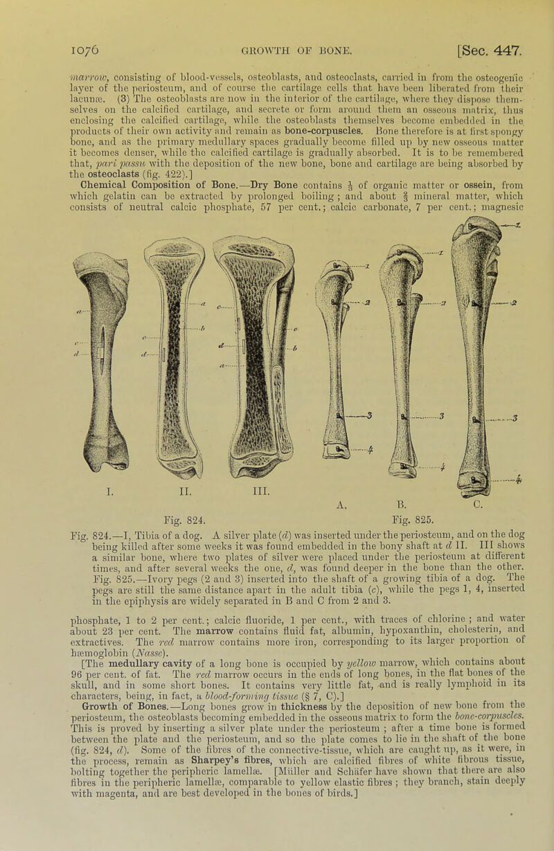 marroiv, consisting of blood-vessels, osteoblasts, and osteoclasts, carried in from the osteogenic layer of tbe periosteum, and of course tbo cartilage cells that have been liberated from tlieir lacunaj. (3) The osteoblasts are now in the interior of the cartibifje, wbeie they disjiose them- selves on the calcified cartilage, and secrete or form around them an osseous matrix, thus enclosing the calcified cartilage, while the osteoblasts themselves become embedded in the products of their own activity and remain as bone-corpuscles. Hone theiefore is at first spongy bone, and as the primary medullary spaces gradually become filled up by new osseous matter it becomes denser, while the calcified cartilage is gradually absorbed. It is to be remembered that, pari passu with the deposition of the new bone, bone and cartilage are being absorbed by the osteoclasts (fig. 422).] Chemical Composition of Bone.—Dry Bone contains J of organic matter or ossein, from ■which gelatin can bo extracted by prolonged boiling ; and about | mineral matter, which consists of neutral calcic phosphate, 57 per cent.; calcic carbonate, 7 per cent.; magnesie Fig. 824.—I, Tibia of a dog. A silver plate {d) was inserted under the periosteum, and on the dog being killed after some weeks it was found embedded in the bony shaft <at d II. Ill shows a similar bone, where two plates of silver were placed under the periosteum at difierent times, and after several weeks the one, d, was found deeper in the bone than the other. Fig. 825.—Ivory pegs (2 and 3) inserted into the shaft of a glowing tibia of a dog. The pegs are still the .same distance apart in the adult tibia (c), ■while the pegs 1, 4, inserted in the epiphysis are w'idely separated in B and C from 2 and 3. phosphate, 1 to 2 per cent.; calcic fluoride, 1 per cent., with traces of chlorine; and water about 23 per cent. The marro^w contains fluid fat, albumin, hypo.xanthin, cholesterin, and extractives. The red marrow contains more iron, corresponding to its larger proportion of hsemoglobin (Nasse). [The medullary cavity of a long bone is occupied by yellow marrow, wdiich contains about 96 per cent, of fat. The red marrow occurs in the ends of long bones, in the flat bones of the skull, and in some short bones. It contains very little fat, and is really lymphoid in its characters, being, in fact, a hlood-formimj tissue (§ 7, C).] Gro^wth of Bones.—Long bones groiv in thickness by the deposition of new bone from the periosteum, the osteoblasts becoming embedded in the osseous matrix to form the honc-corpiisclcs. This is proved by inserting a silver plate under the periosteum ; after a time bone is lormed between the plate and the periosteum, and so the plate conies to lie in the shaft of the bone (fig. 824, d). Some of the fibres of the connective-tissue, which are caught up, as it were, in the process, remain as Sharpey’s fibres, which are calcified fibres of white fibrous tissue, bolting together the peripheric lamellai. [Muller and Schafer have shown that there are also fibres ill the peripheric lamellai, comparable to yellow clastic fibres ; they branch, stain deeply Avith magenta, and are best developed in the bones of birds.]