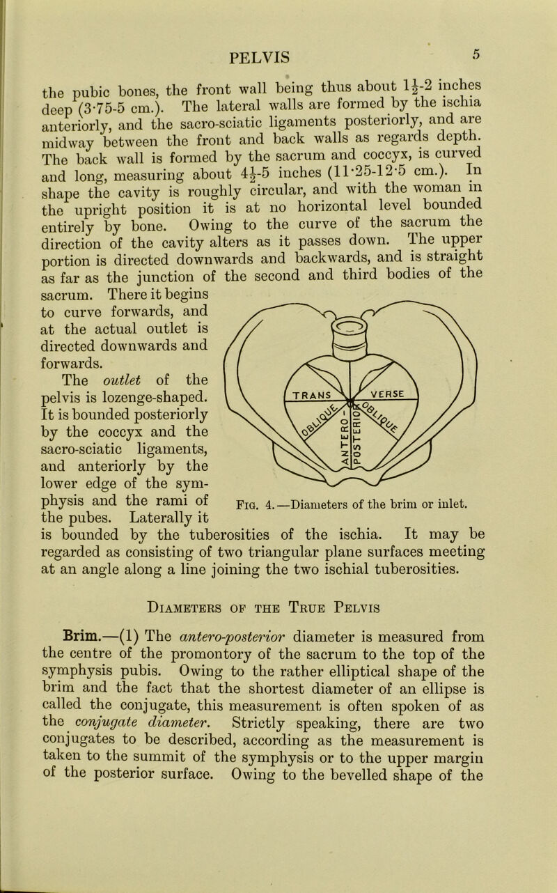 the pubic bones, the front wall being thus about 1J-2 inches deep (3-75-5 cm.). The lateral walls are formed by the ischia anteriorly, and the sacro-sciatic ligaments posteriorly, and are midway between the front and back walls as regards depth The back wall is formed by the sacrum and coccyx, is curved and long, measuring about 4|-5 inches (11 -25-12-5 cm.). In shape the cavity is roughly circular, and with the woman in the upright position it is at no horizontal level bounded entirely by bone. Owing to the curve of the sacrum the direction of the cavity alters as it passes down. The upper portion is directed downwards and backwards, and is straight as far as the junction of the second and third bodies of the sacrum. There it begins to curve forwards, and at the actual outlet is directed downwards and forwards. The outlet of the pelvis is lozenge-shaped. It is bounded posteriorly by the coccyx and the sacro-sciatic ligaments, and anteriorly by the lower edge of the sym- physis and the rami of the pubes. Laterally it is bounded by the tuberosities of the ischia. It may be regarded as consisting of two triangular plane surfaces meeting at an angle along a line joining the two ischial tuberosities. Diameters of the True Pelvis Brim.—(1) The antero-posterior diameter is measured from the centre of the promontory of the sacrum to the top of the symphysis pubis. Owing to the rather elliptical shape of the brim and the fact that the shortest diameter of an ellipse is called the conjugate, this measurement is often spoken of as the conjugate diameter. Strictly speaking, there are two conjugates to be described, according as the measurement is taken to the summit of the symphysis or to the upper margin of the posterior surface. Owing to the bevelled shape of the