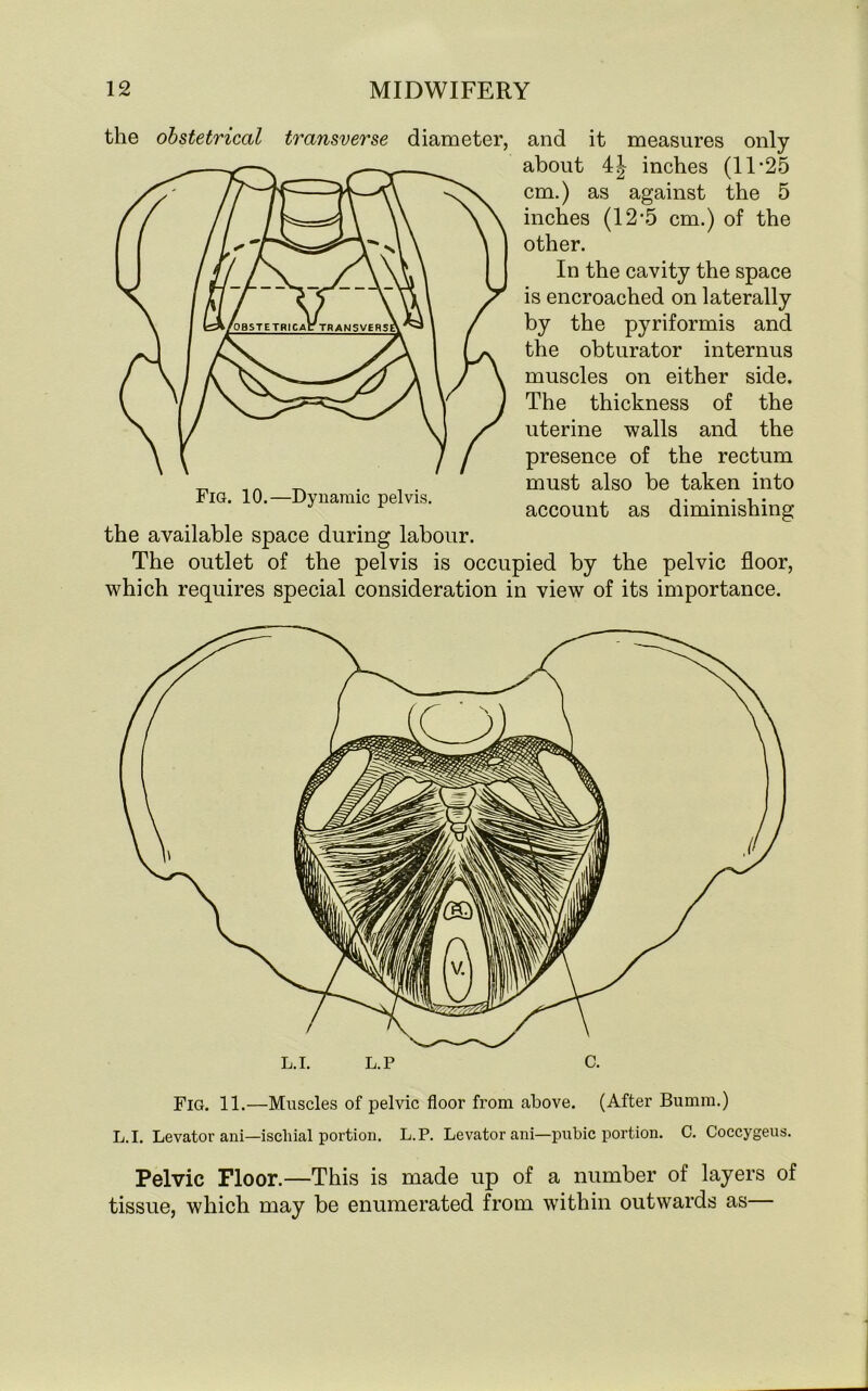 the obstetrical transverse diameter, and it measures only about inches (11 *25 cm.) as against the 5 inches (12*5 cm.) of the other. In the cavity the space is encroached on laterally by the pyriformis and the obturator internus muscles on either side. The thickness of the uterine walls and the presence of the rectum must also be taken into account as diminishing the available space during labour. The outlet of the pelvis is occupied by the pelvic floor, which requires special consideration in view of its importance. Fig. 11.—Muscles of pelvic floor from above. (After Bumm.) L.I. Levator ani—ischial portion. L.P. Levator ani—pubic portion. C. Coccygeus. Pelvic Floor.—This is made up of a number of layers of tissue, which may be enumerated from within outwards as