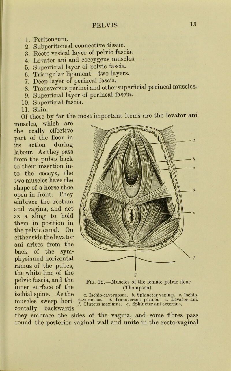 1. Peritoneum. 2. Subperitoneal connective tissue. 3. Recto-vesical layer of pelvic fascia. 4. Levator ani and coccygeus muscles. 5. Superficial layer of pelvic fascia. 6. Triangular ligament—two layers. 7. Deep layer of perineal fascia. 8. Transversus perinei and other superficial perineal muscles. 9. Superficial layer of perineal fascia. 10. Superficial fascia. 11. Skin. Of these by far the most important items are the levator ani muscles, which are the really effective part of the floor in its action during labour. As they pass from the pubes back to their insertion in- to the coccyx, the two muscles have the shape of a horse-shoe open in front. They embrace the rectum and vagina, and act as a sling to hold them in position in the pelvic canal. On either side the levator ani arises from the back of the sym- physis and horizontal ramus of the pubes, the white line of the pelvic fascia, and the inner surface of the ischial spine. As the muscles sweep hori- zontally backwards they embrace the sides of the vagina, and some fibres pass round the posterior vaginal wall and unite in the recto-vaginal Fig. 12.—Muscles of the female pelvic floor (Thompson). a. Isehio-cavernosus. b. Sphincter vaginae, c. Ischio- cavernosus. d. Transversus perinei. e. Levator ani. Gluteus maximus. g. Sphincter ani externus. /•